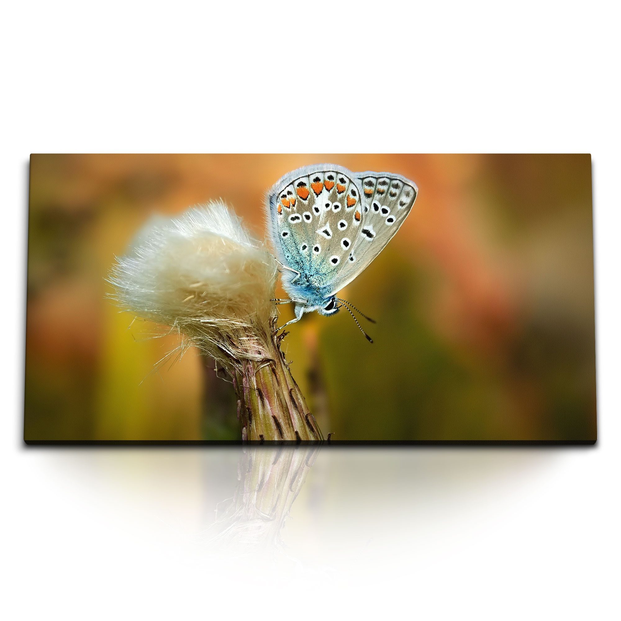 Leinwandbild Kunstdruck Bilder 120x60cm Makro Schmetterling Nahaufnahme Natur Puste