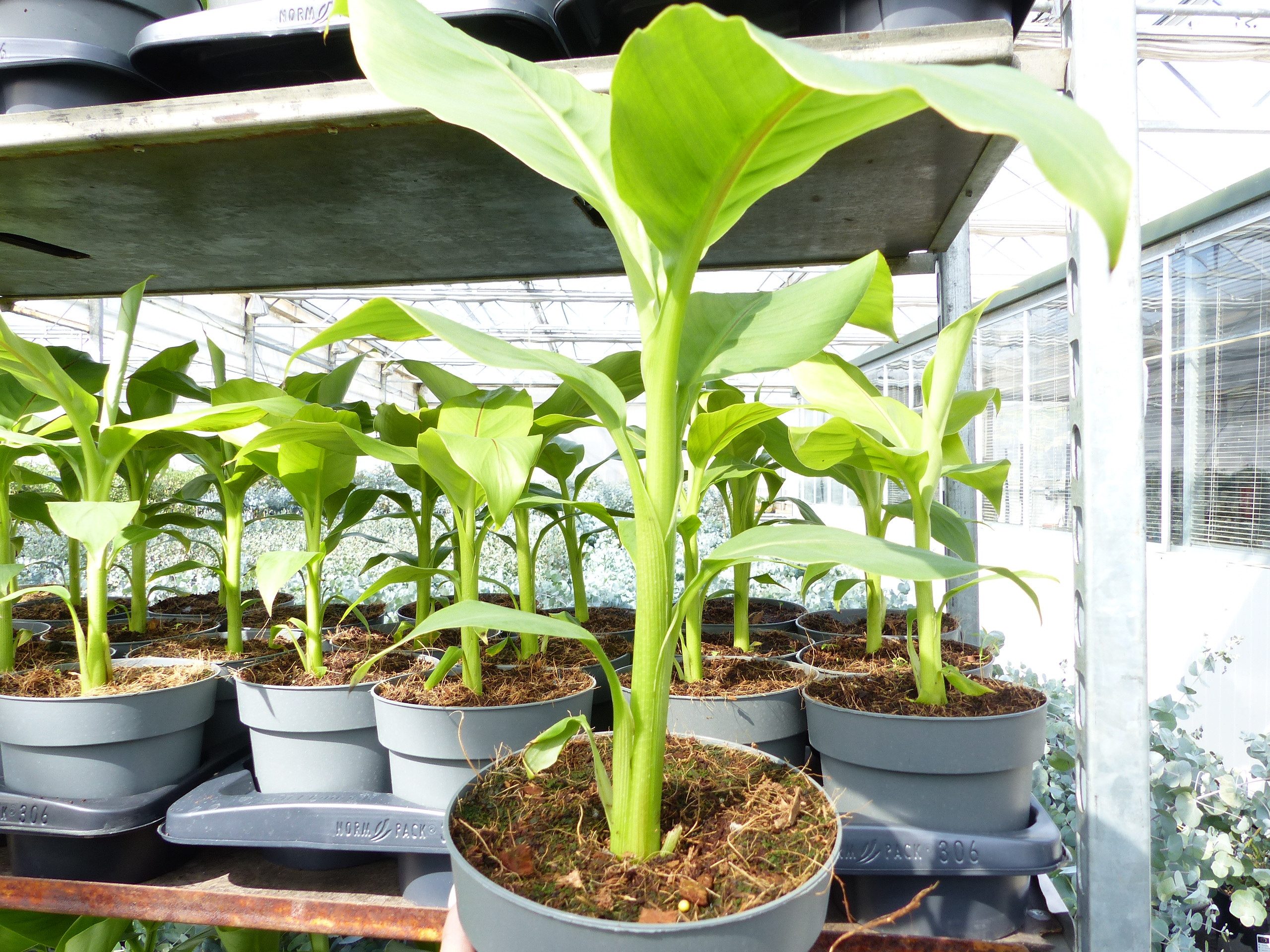 gruenwaren jakubik Bananenbaum Bananenstaude Musa Basjoo 60 - 80 cm winterhart Staude Japan
