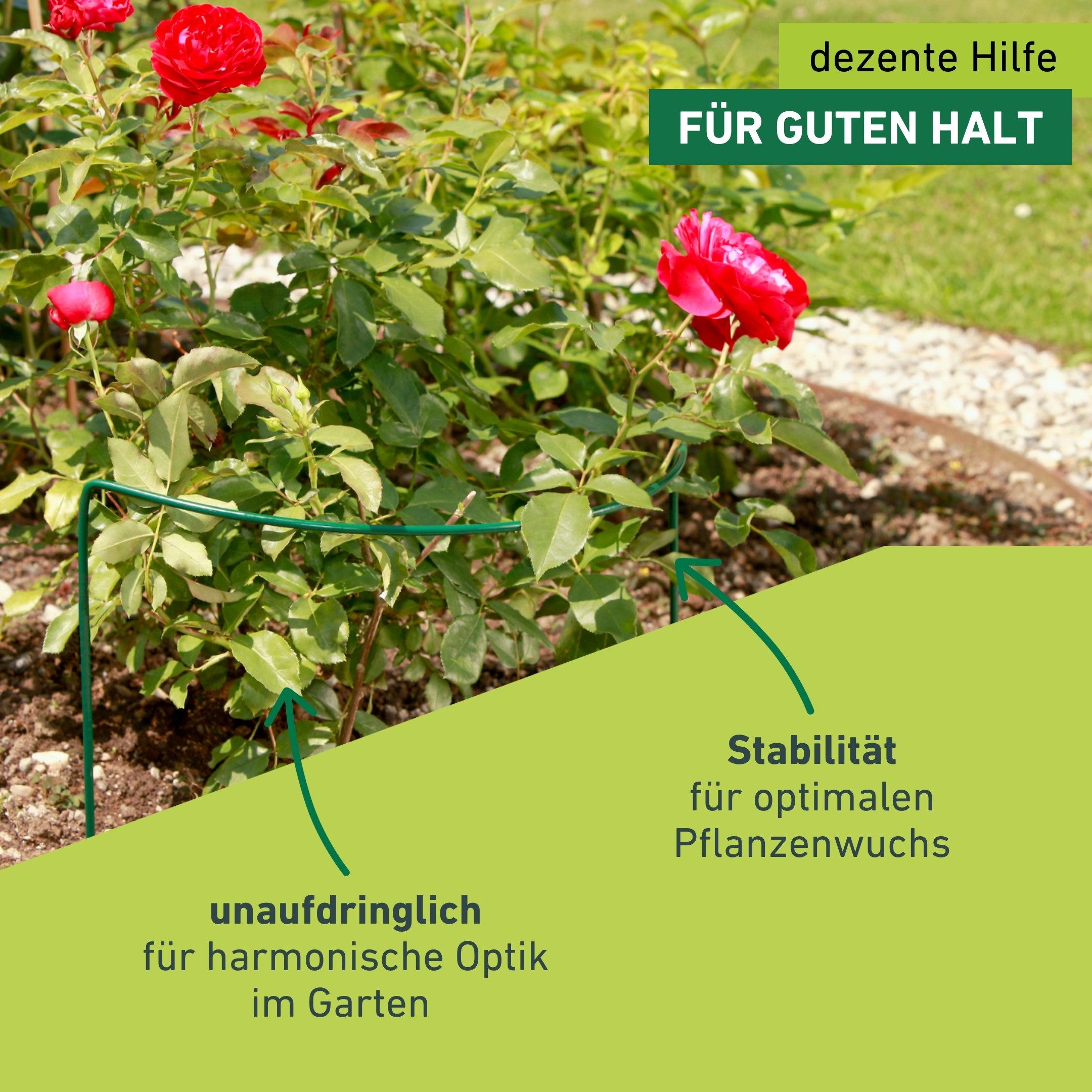 Windhager Rankhilfe für optimalen Pflanzenwuchs, Staudenstütze, 1 St., Pflanzstab erhältlich in unterschiedlichen Größen – Bild 4 von 5