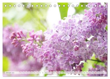 CALVENDO Wandkalender Fliederblüte (Tischkalender 2024 DIN A5 quer), CALVENDO Monatskalender