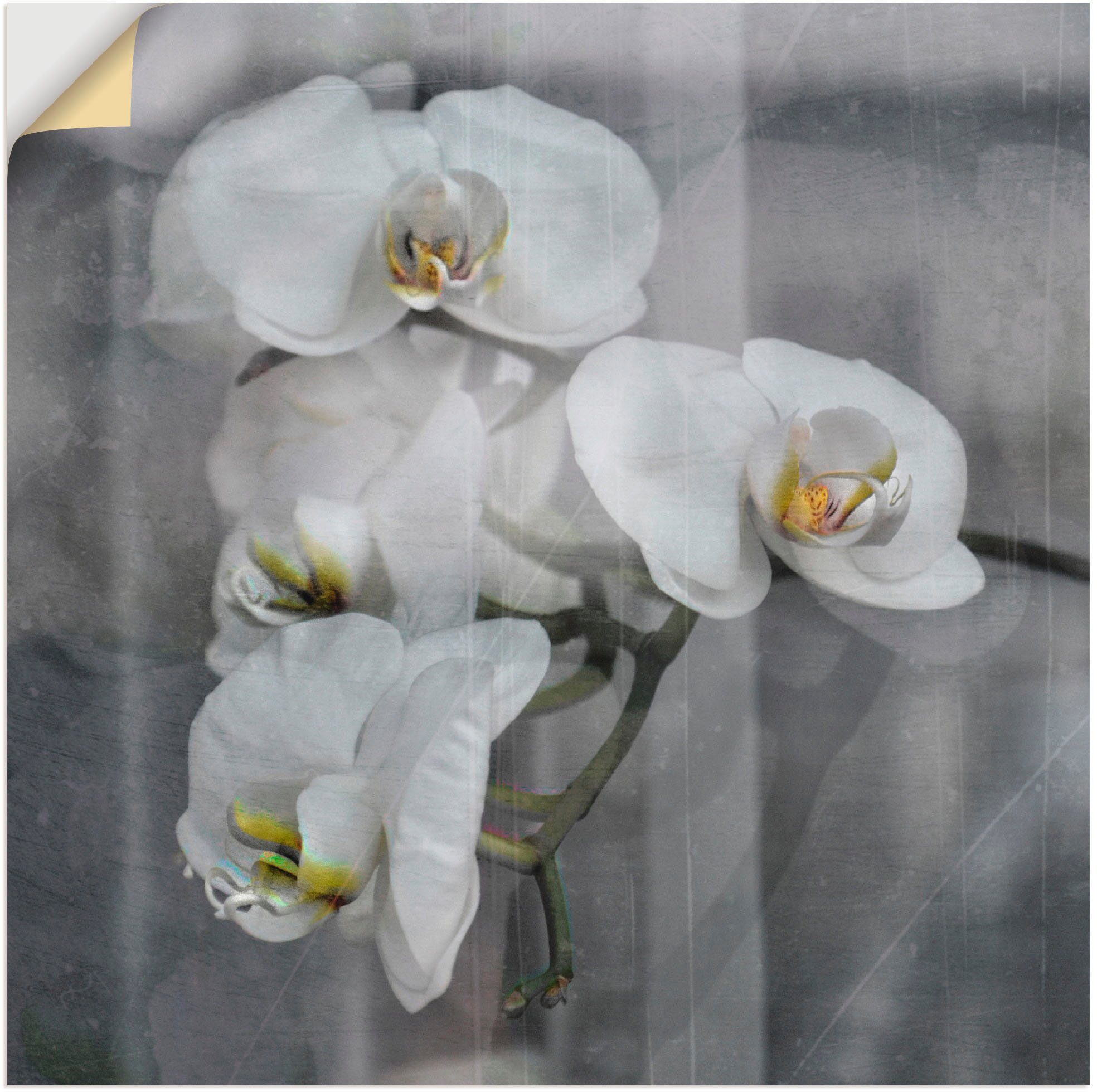 Artland Wandbild Weisse Orchideen - white Orchid, Blumen (1 St), als  Leinwandbild, Wandaufkleber oder Poster in versch. Größen | Poster