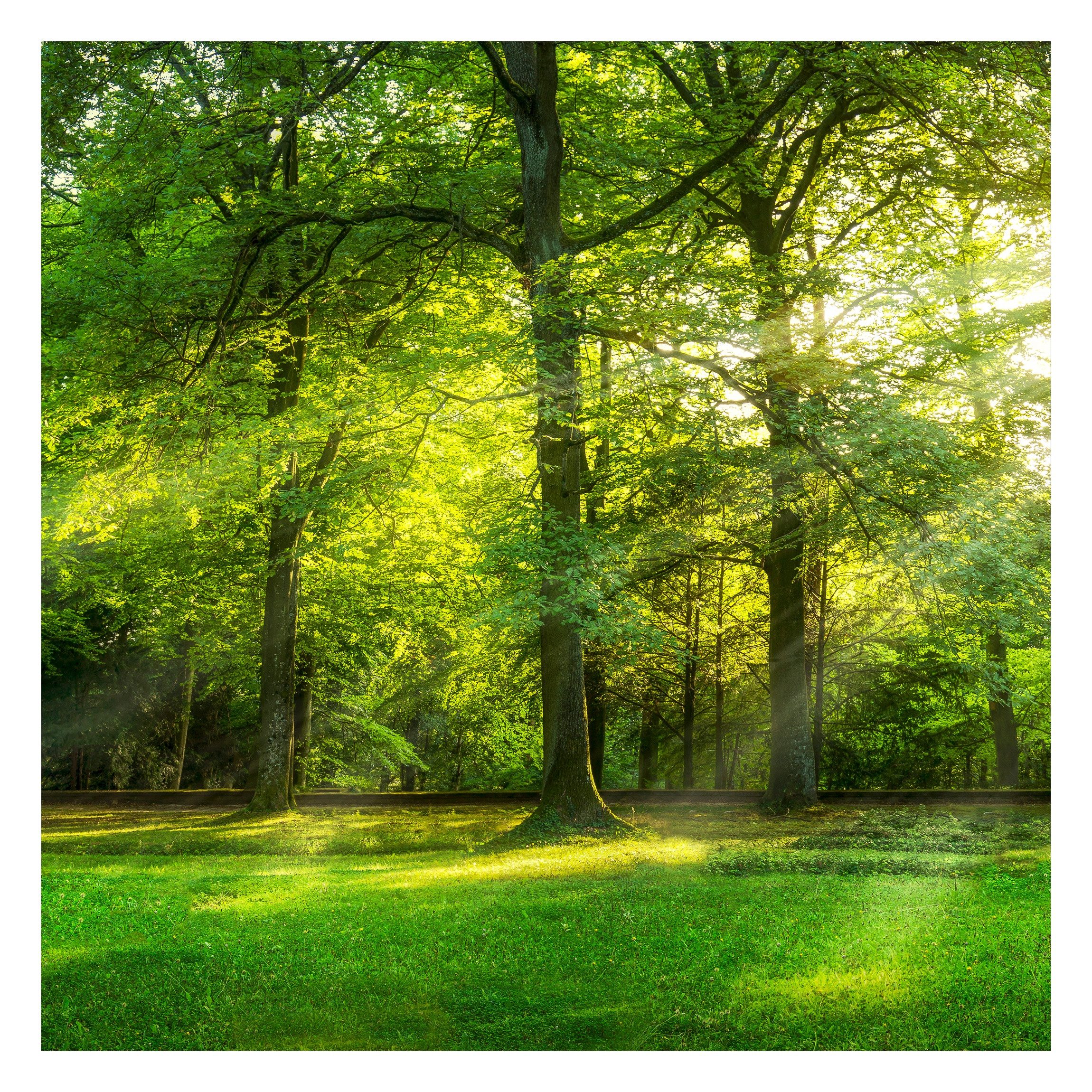 Bilderdepot24 Fototapete Wald Spaziergang Wald Natur Landschaft Waldtapete Bäume, Glatt, Matt, (Vliestapete inkl. Kleister oder selbstklebend), Wohnzimmer Schlafzimmer Küche Flur Motivtapete Vliestapete Wandtapete