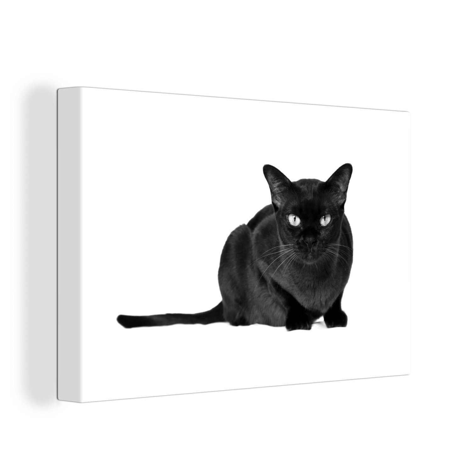 Hintergrund OneMillionCanvasses® (1 birmanische 30x20 St), cm schwarz-weiß, Wandbild Aufhängefertig, Leinwandbild Katze Dunkle weißem - auf Wanddeko, Leinwandbilder,