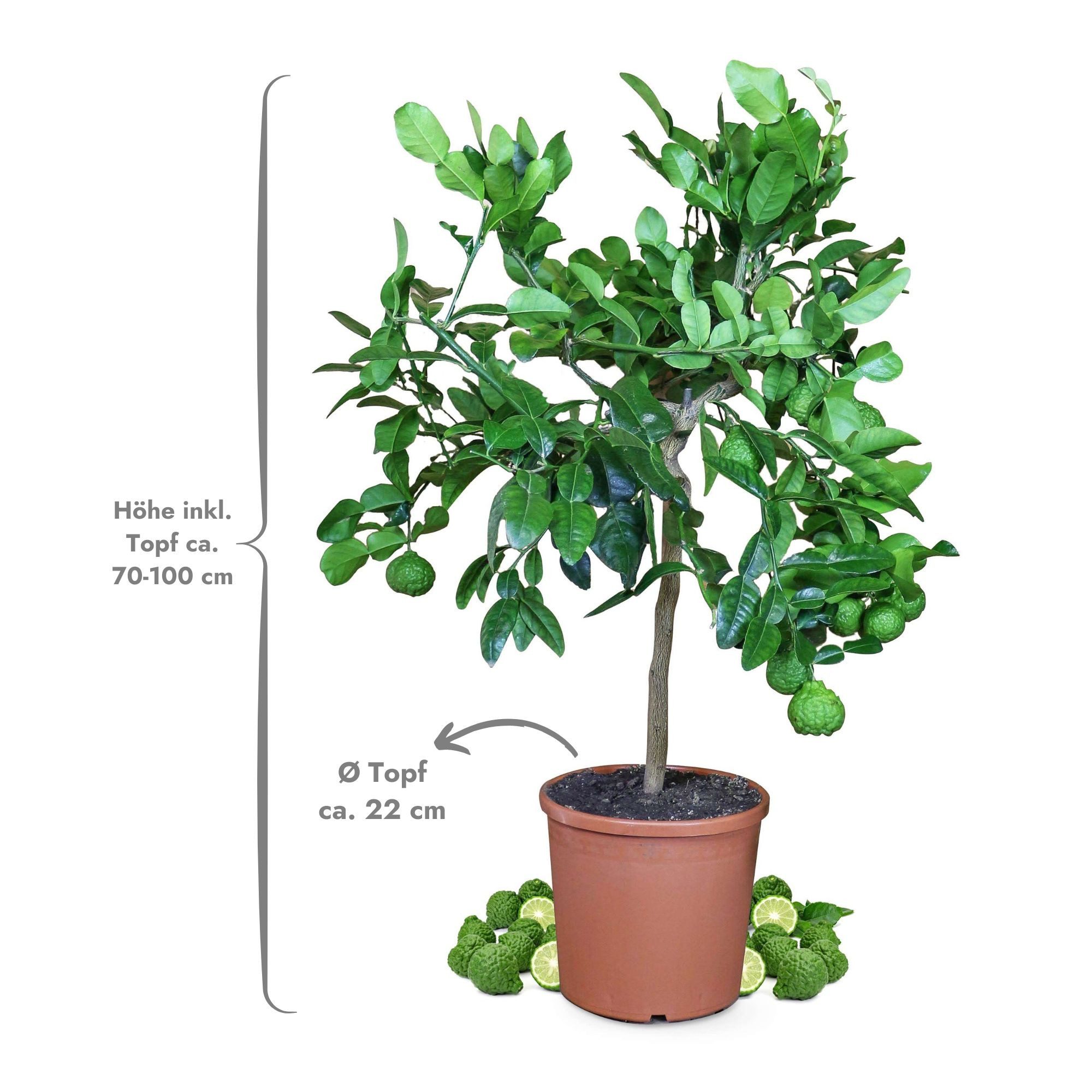 Meine Orangerie Obstpflanze Kaffir Limette - Citrus hystrix - Papeda - Kaffernlimette, echter Limettenbaum, professionell veredelter und fruchtreifer Zitrusbaum