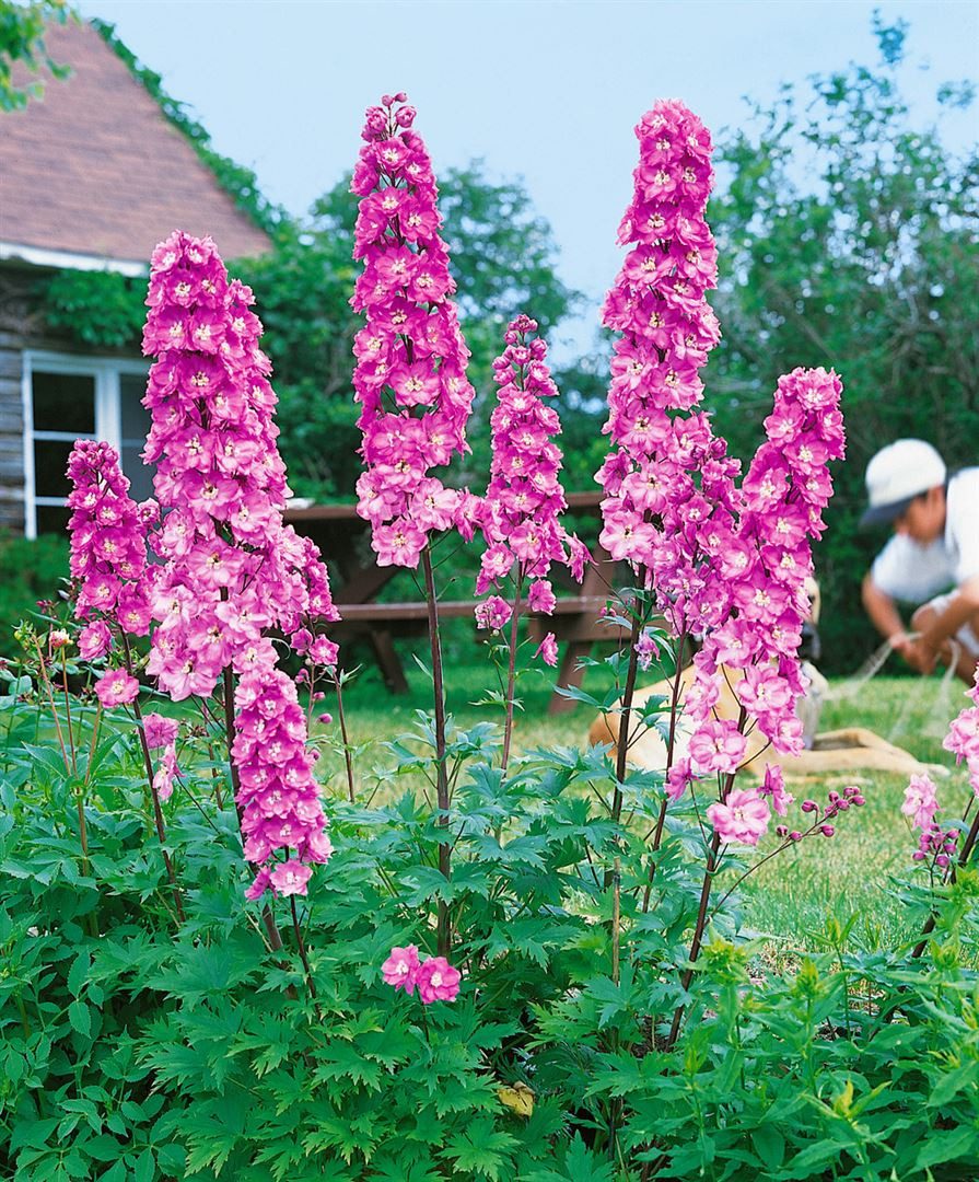 Pflanzen für Dich Staude Delphinium Pacific Astolat, 1 St., Rittersporn