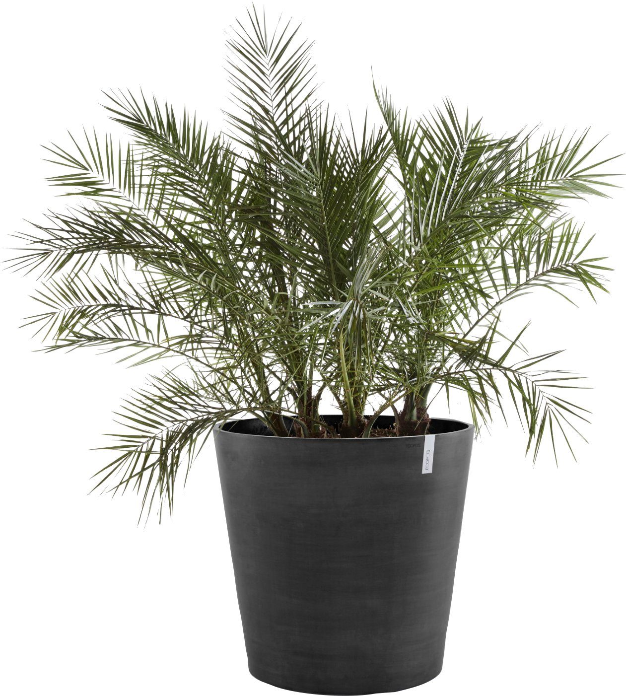 ECOPOTS Blumentopf AMSTERDAM WHEELS Dark Grey, günstig online kaufen