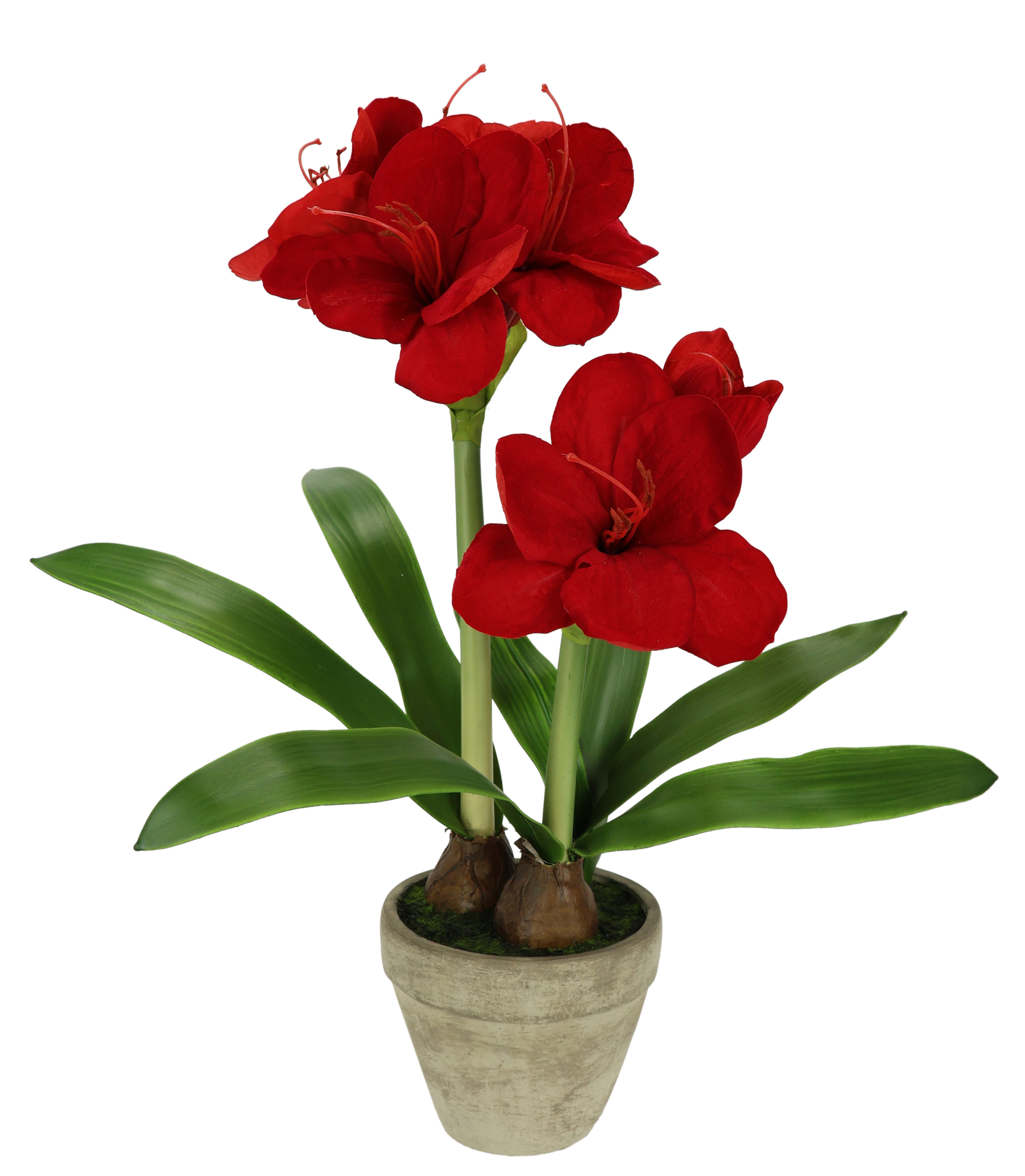 Kunstblume Amaryllis im Topf, I.GE.A., Höhe 50 cm, 50cm Blume Weihnachtsblu günstig online kaufen