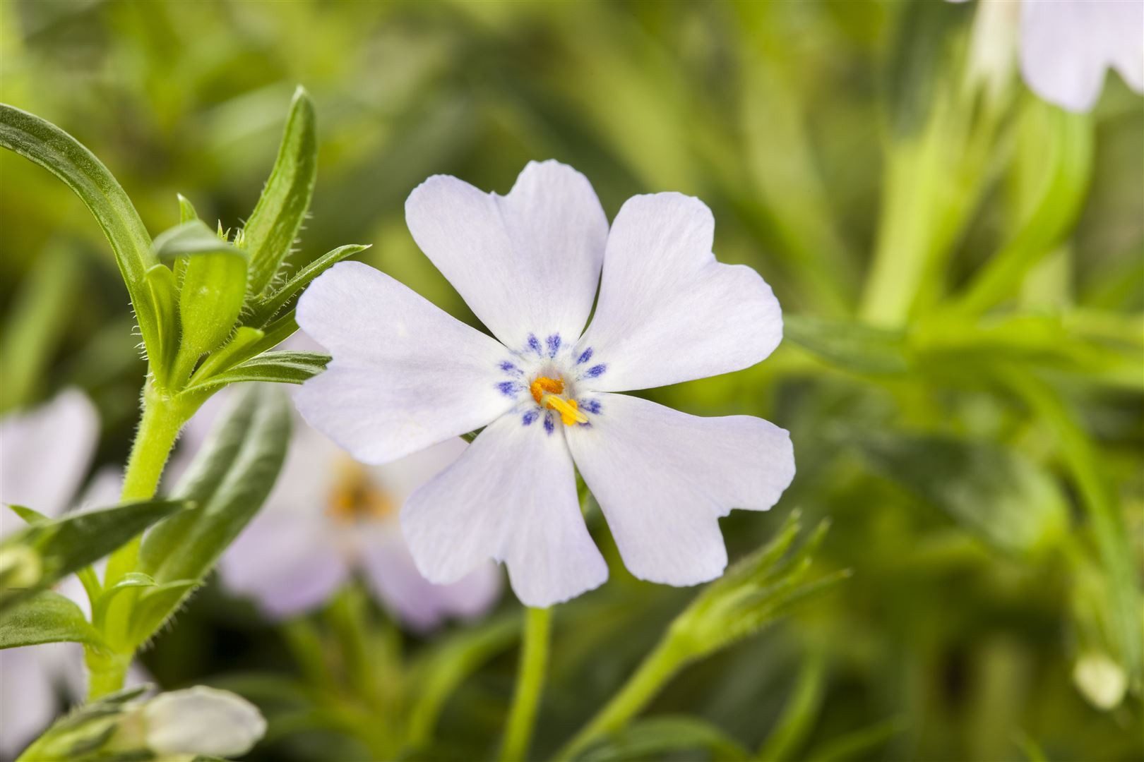Pflanzen für Dich Bodendecker Phlo x subulata 'Emerald Cushion Blue', 1 St., Polster-Phlox, Teppich-Phlox, Moos-Phlox, blauviolett, teppichbildend – Bild 3 von 5