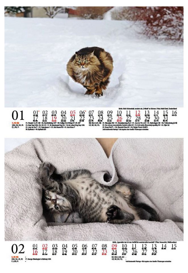 Thumbnail - Seelenzauber Tischkalender Tierzauber lustige Katzen DIN A5 Kalender für 2025