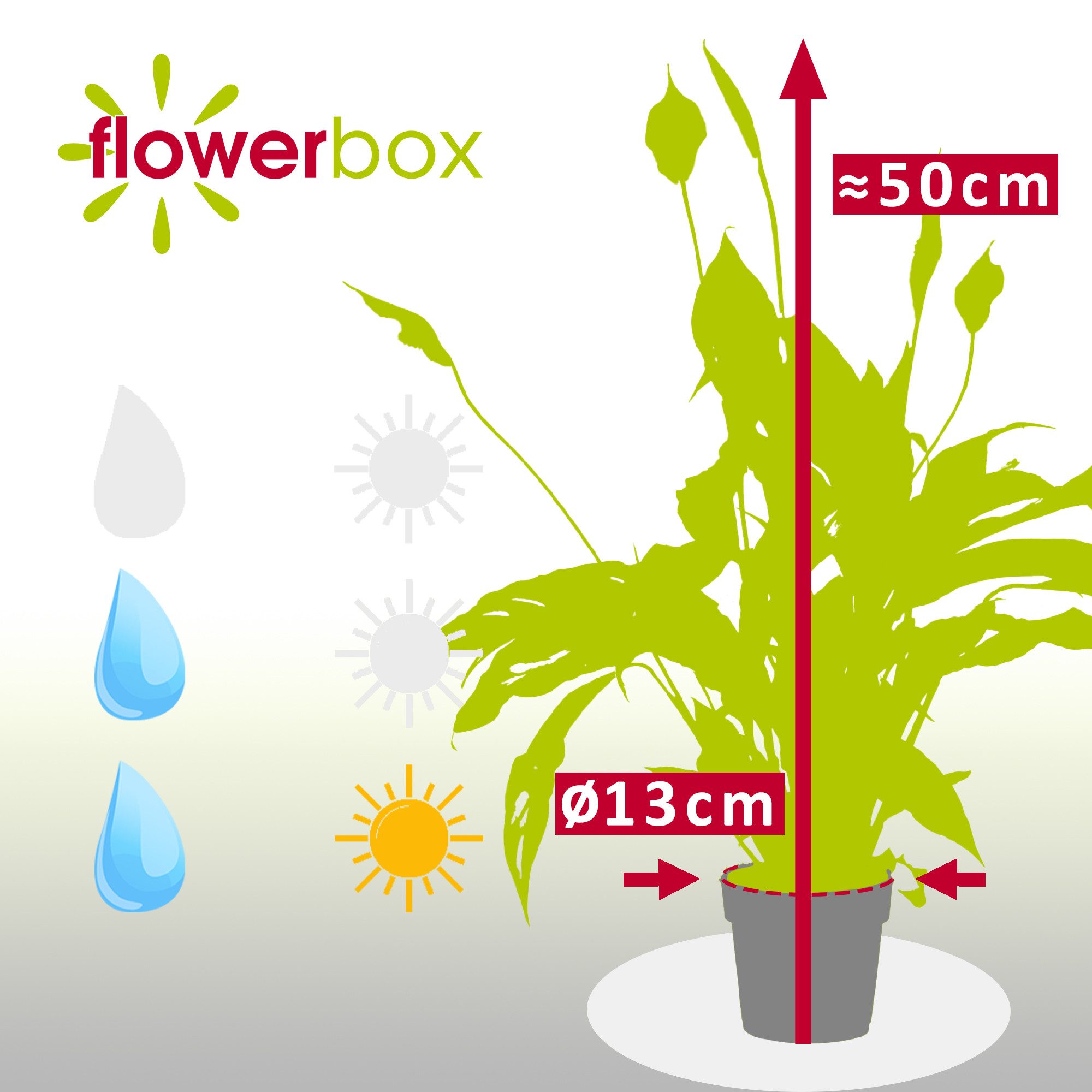 Flowerbox Zimmerpflanze Einblatt - Spathiphyllum, pflegeleicht - Höhe ca. 50 cm, Topf-Ø 13 cm – Bild 4 von 5