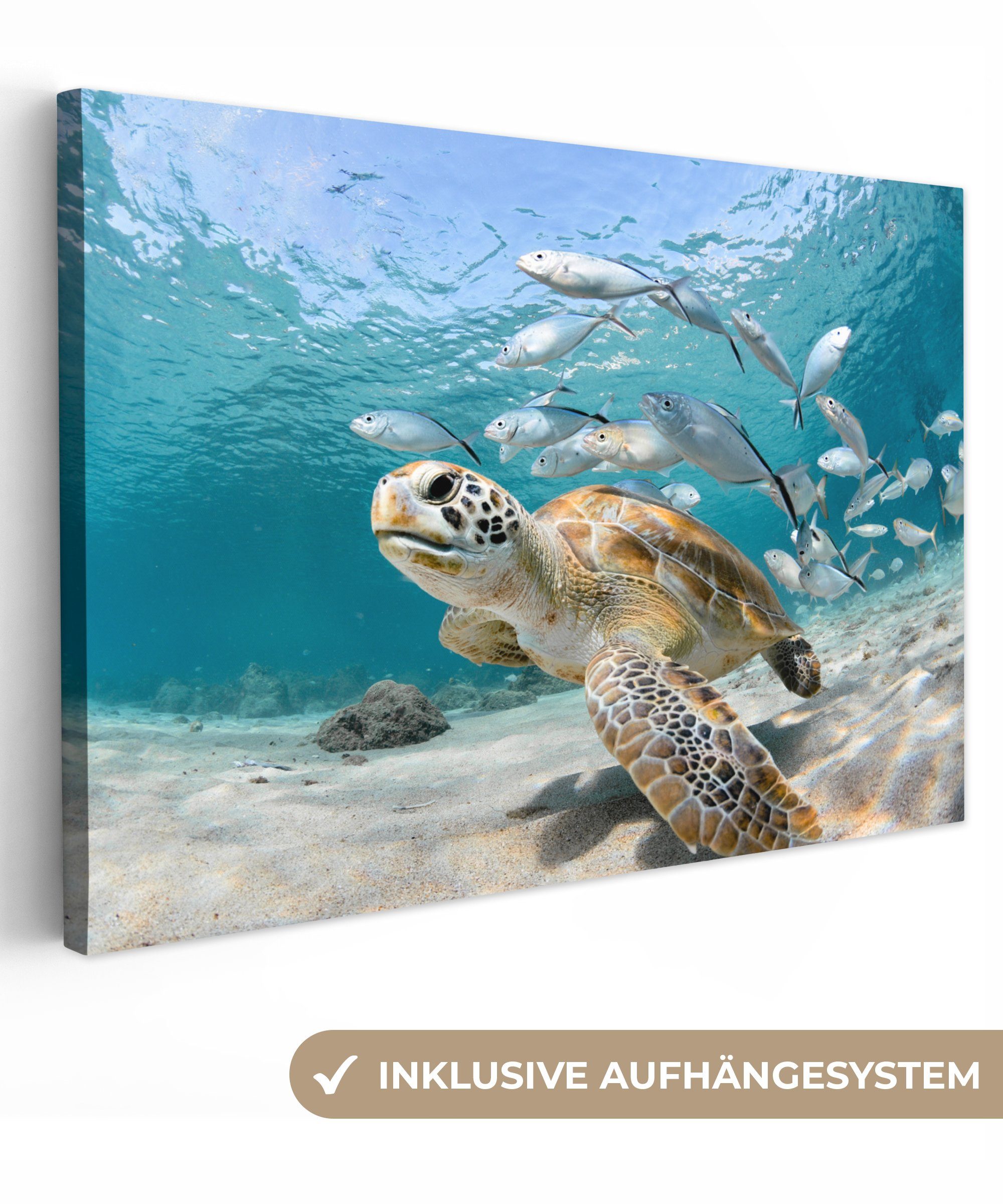OneMillionCanvasses® Leinwandbild Schildkröte - Fisch - Meer, Fotodruck (1 günstig online kaufen