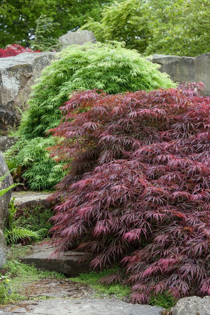 Pflanzen für Dich Gehölze Acer palmatum Tobisho, 1 St., Japanischer Ahorn, Fächerahorn