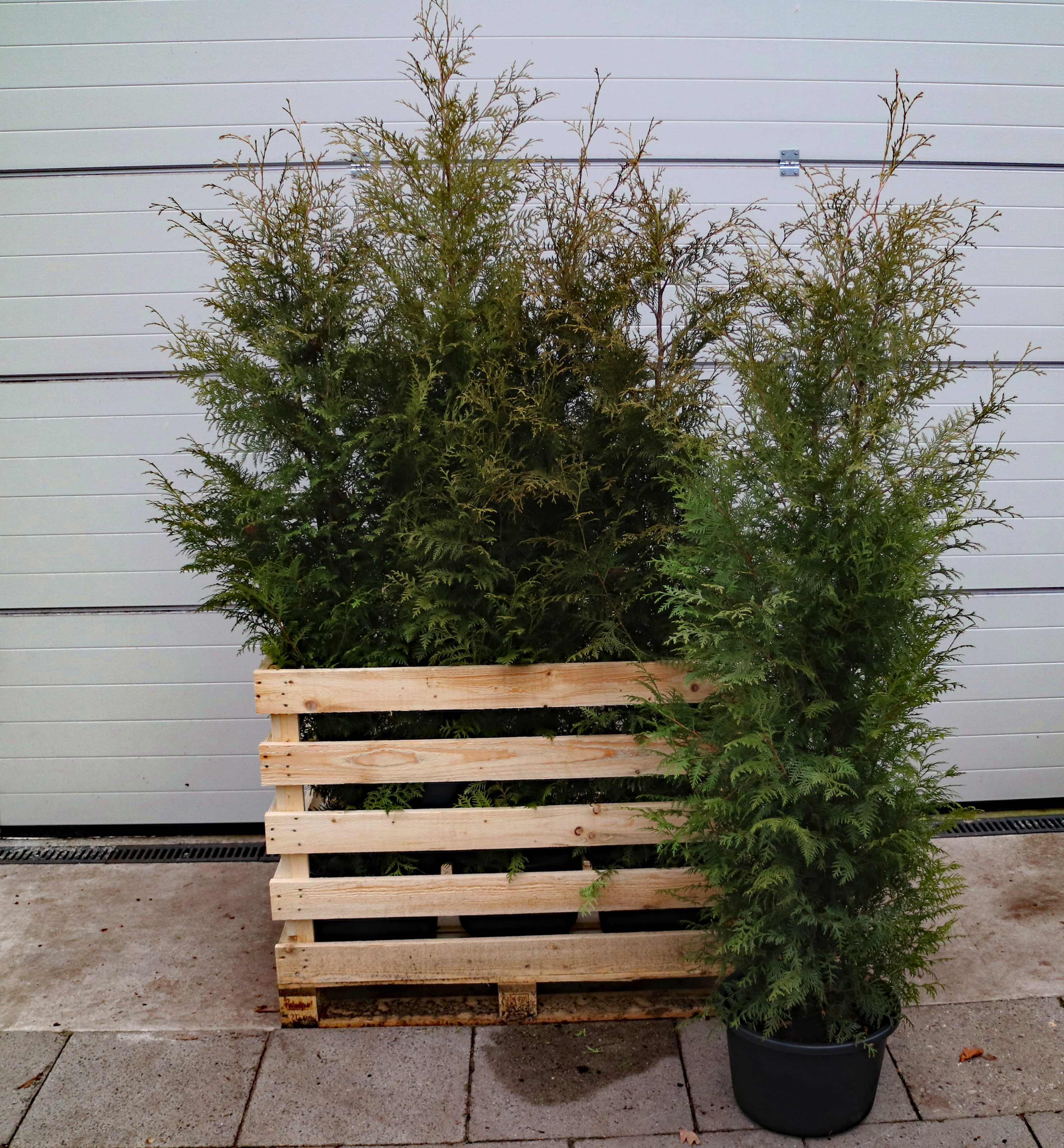 Dehner Hecken Thuja Lebensbaum Brabant, 12 Pflanzen, ca. 7 m, 140 - 160 cm, immergrüne Zypresse als Sichtschutz-Hecke