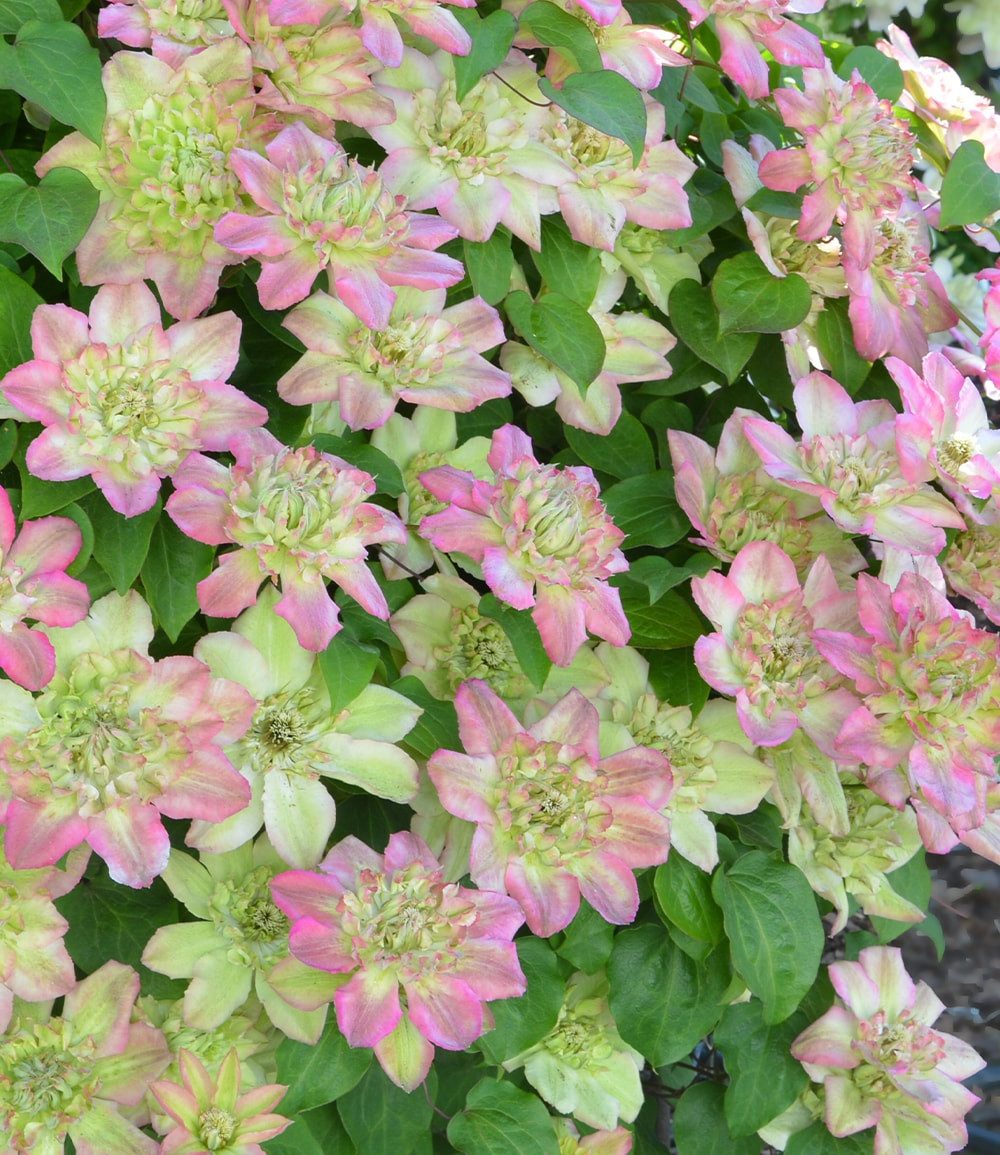 BALDUR Garten Zierstrauch Clematis 'Pistachio Cake®', 1 St., Reichblühend, winterhart, mehrjährig, reichblühend