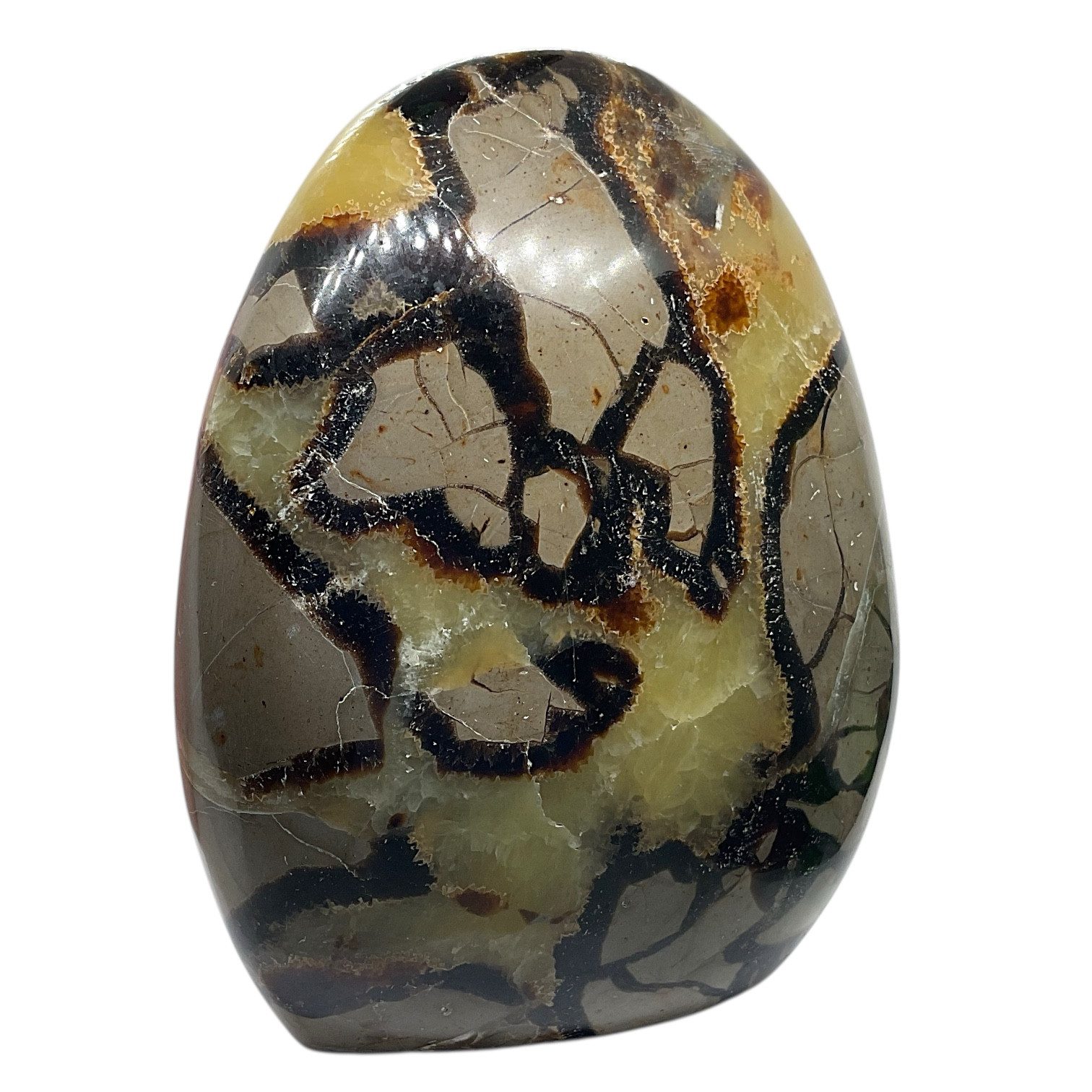 Steinfixx® Edelstein Septarien Freeform, 10 x 6 x 12 cm, 1165 g, Unikat, (beliebter Edelstein, 1-St., Highlight für jeden Raum), AAA-Qualität aus Madagaskar