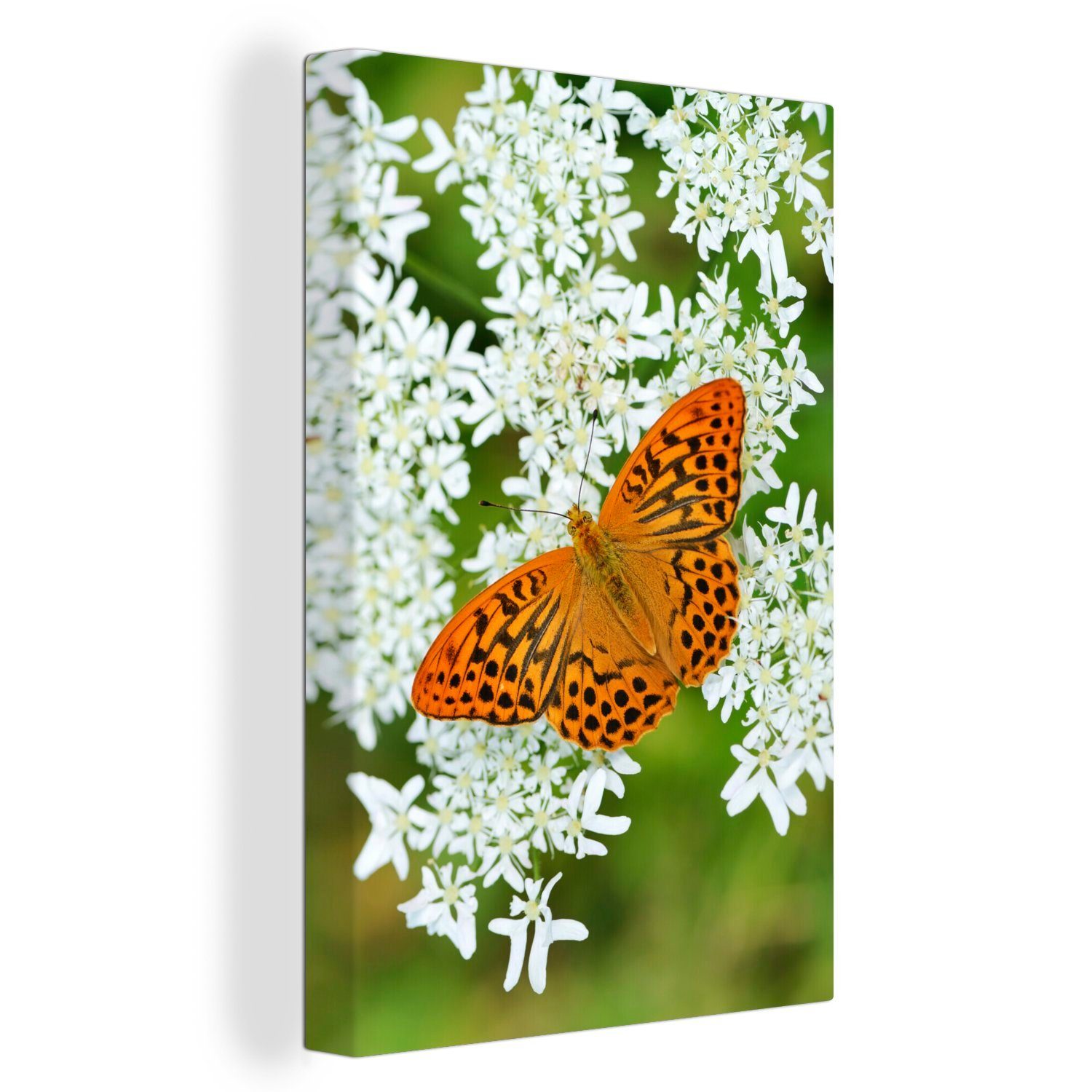 OneMillionCanvasses® Leinwandbild Ein orangefarbener Schmetterling ist auf einem Kerbel gelandet, (1 St), Leinwandbild fertig bespannt inkl. Zackenaufhänger, Gemälde, 20x30 cm