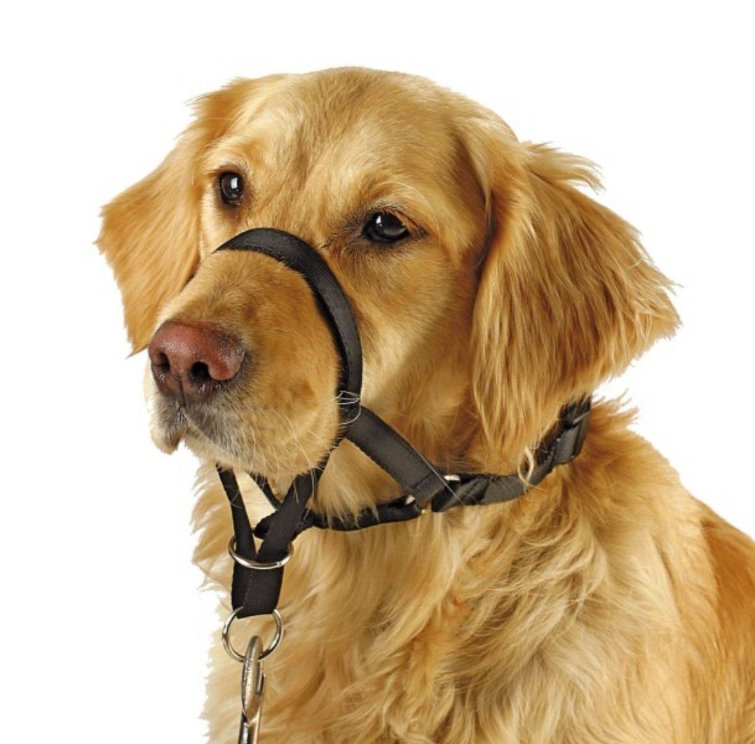 Kerbl Hunde-Erziehungsgeschirr Trainings- und Erziehungsgeschirr Maxi Coach günstig online kaufen