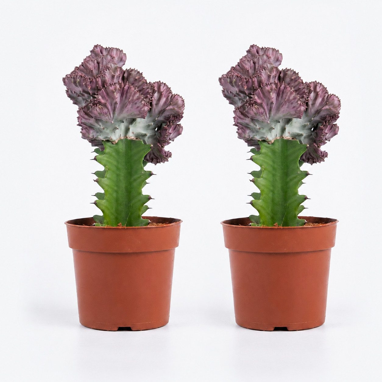 Bloomique Kaktus 2er-Set Euphorbia Lactea Cristata, Wolfsmilch, 20-30 cm, Topf 11 cm, 2 St.