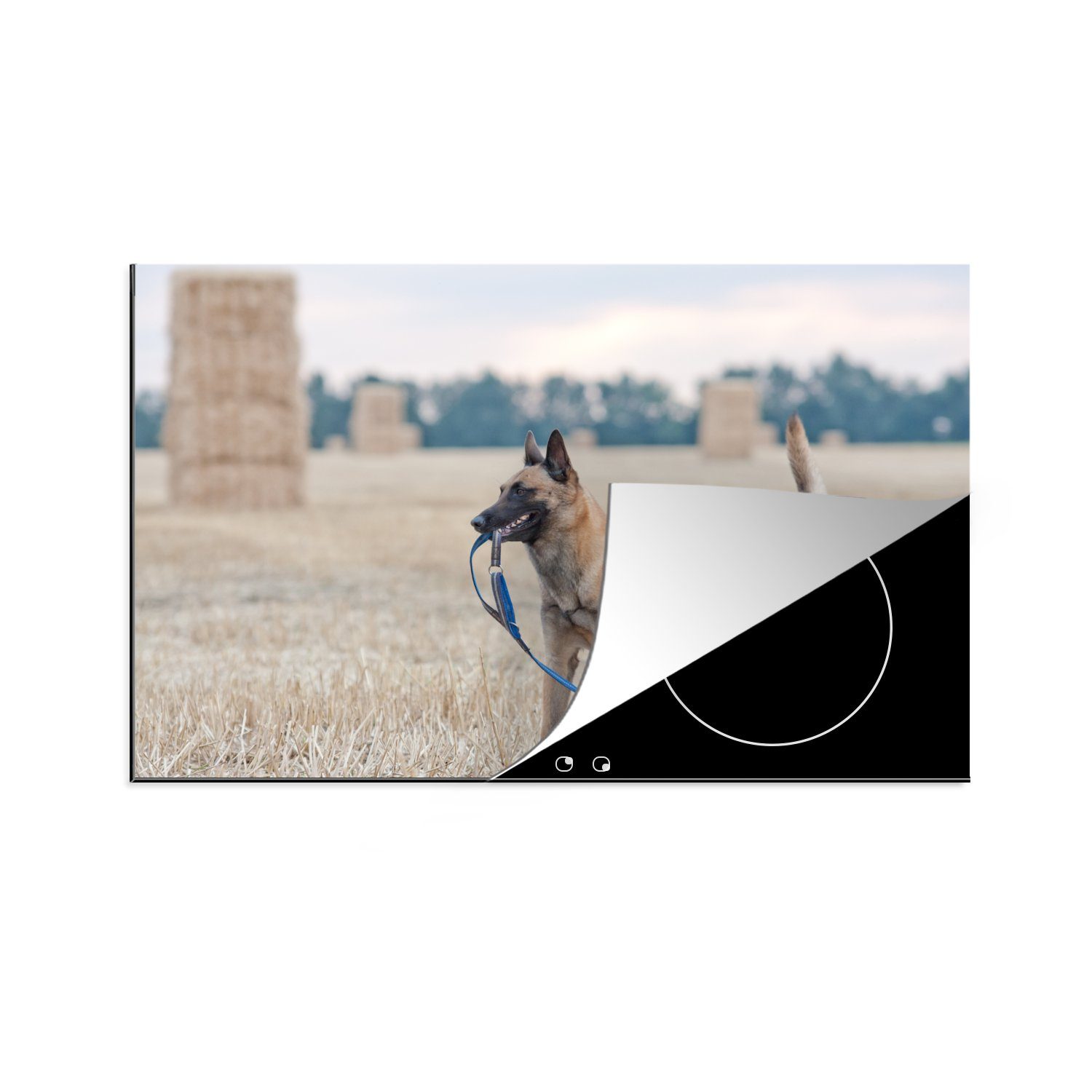 MuchoWow Herdblende-/Abdeckplatte Ein Malinois-Schäferhund zwischen für Induktionskochfeld (1 tlg), den Vinyl, einer Schutz küche, die Heuballen auf cm, Ceranfeldabdeckung 81x52 Wiese