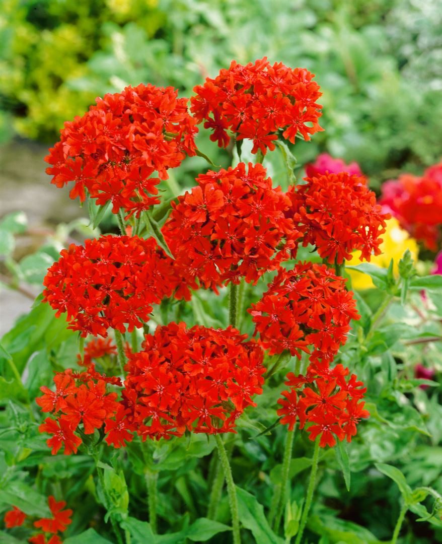 Pflanzen für Dich Staude Lychnis chalcedonica, 1 St., Brennende Liebe, Scharlachlichtnelke, Jerusalemer Kreuz, Maltanellke