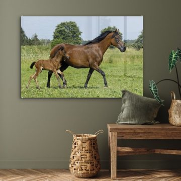MuchoWow Acrylglasbild Pferde - Gras - Frühling, (1 St), Acrylglasbilder Wohnzimmer & Schlafzimmer