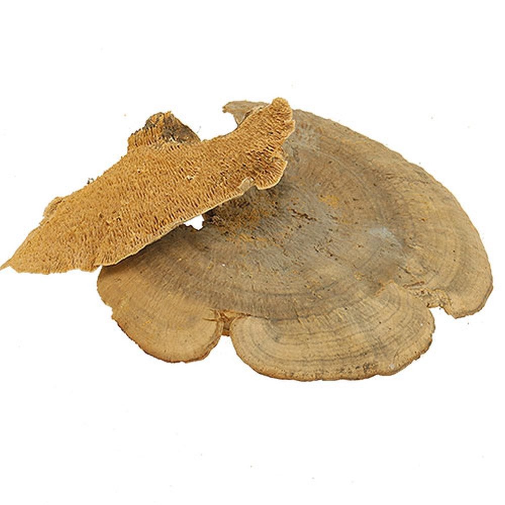 Trockenblume Natürliche Deko Baumschwamm getrocknet 1kg günstig online kaufen