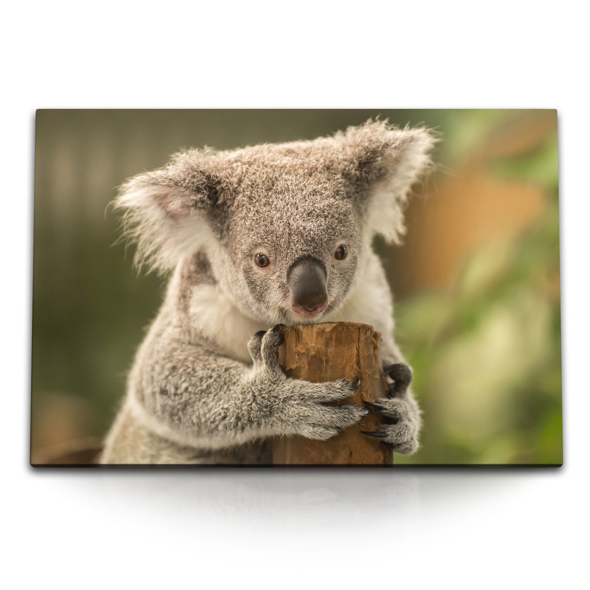 Sinus Art Leinwandbild 120x80cm Wandbild auf Leinwand Australien Koala Koalabär Natur Baumsta, (1 St)
