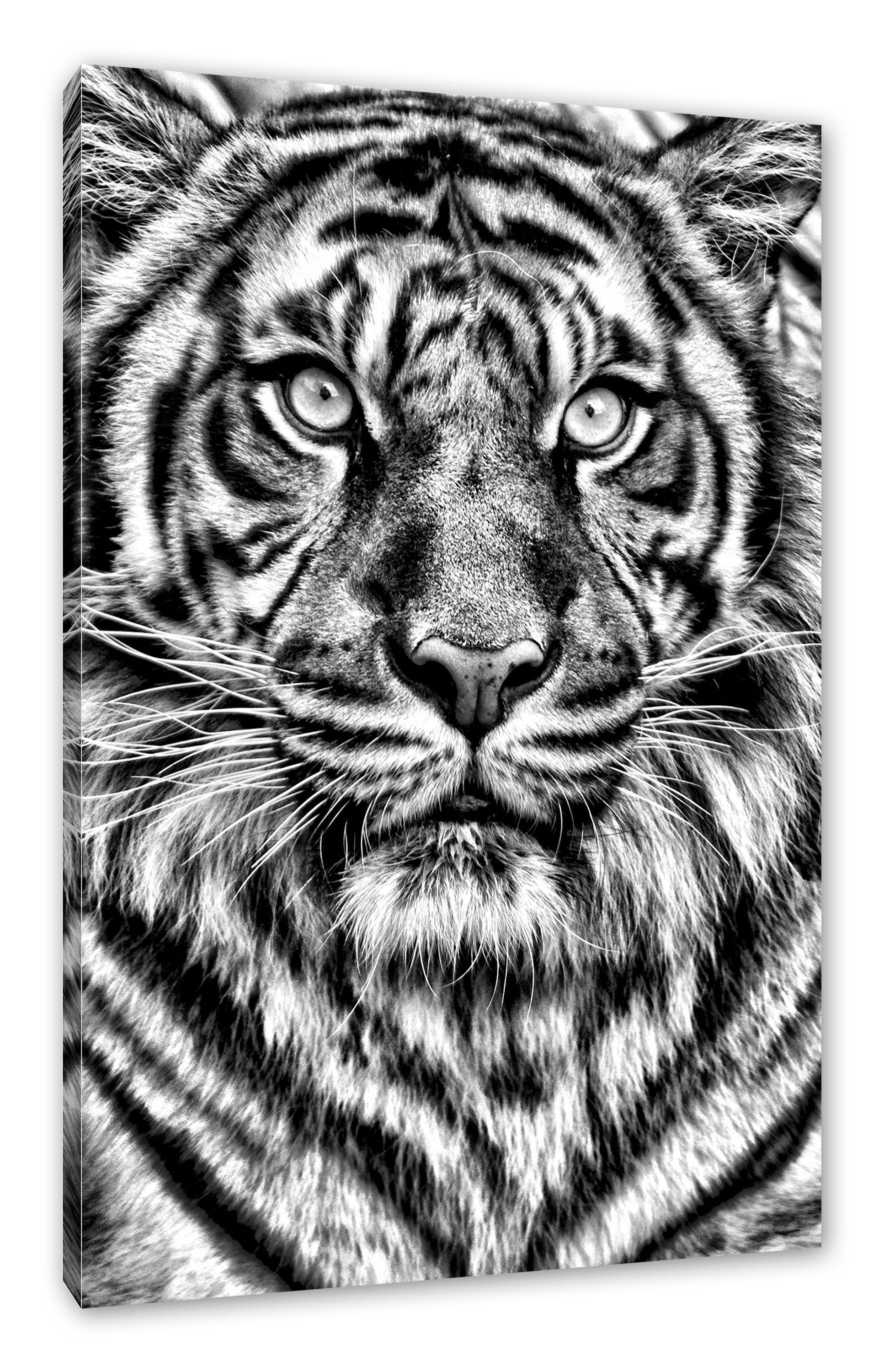 Pixxprint Leinwandbild Zackenaufhänger (1 St), Aufmerksamer inkl. Tiger, bespannt, fertig Tiger Leinwandbild Aufmerksamer