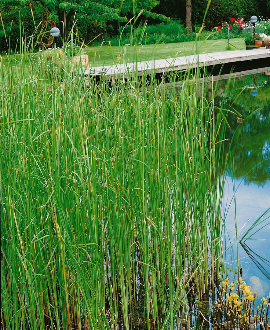Pflanzen für Dich Staude Typha laxmannii, 1 St., Schmalblättriger Rohrkolben, Laxmanns Rohrkolben