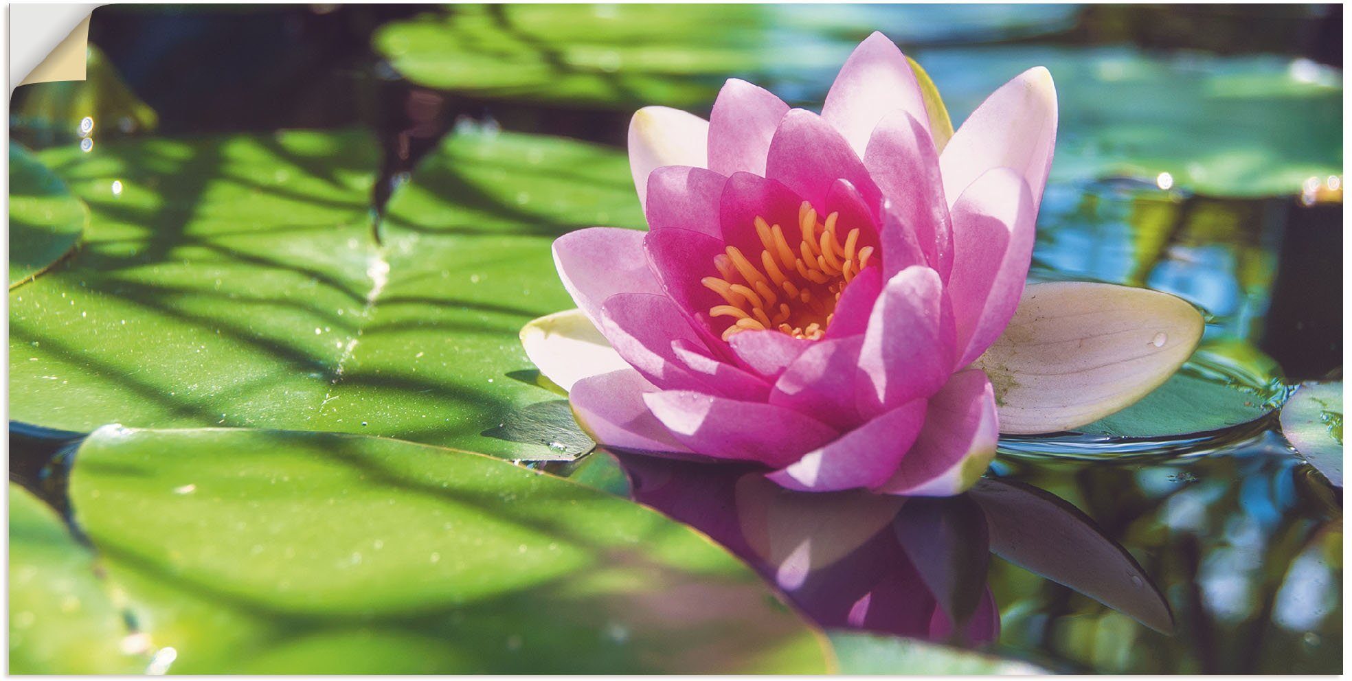 Blumenbilder Poster oder Nahaufnahme, Seerose Alubild, Wandbild Leinwandbild, (1 Wandaufkleber Artland Größen in als versch. St),