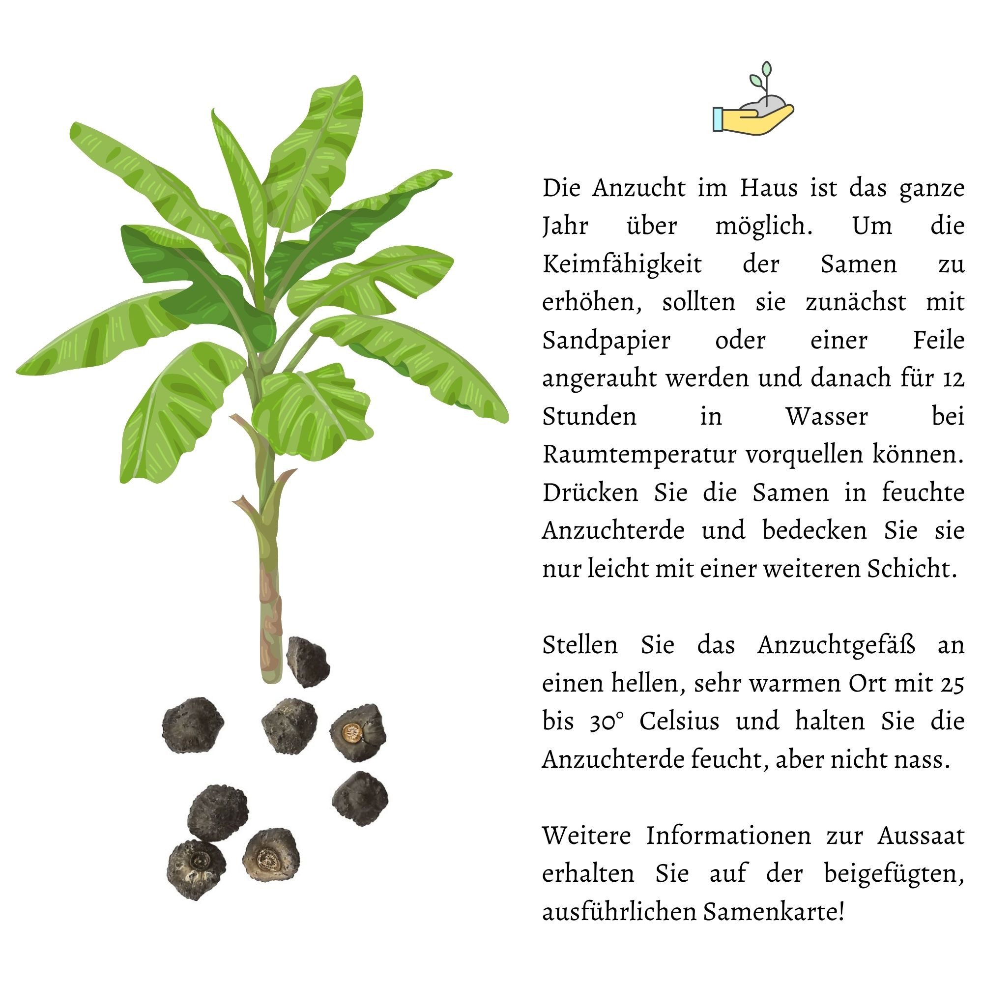 HappySeed Blumensamen Große Essbanane Samen (Musa x paradisiaca) - Exotische Banane, Blumen – Bild 5 von 5