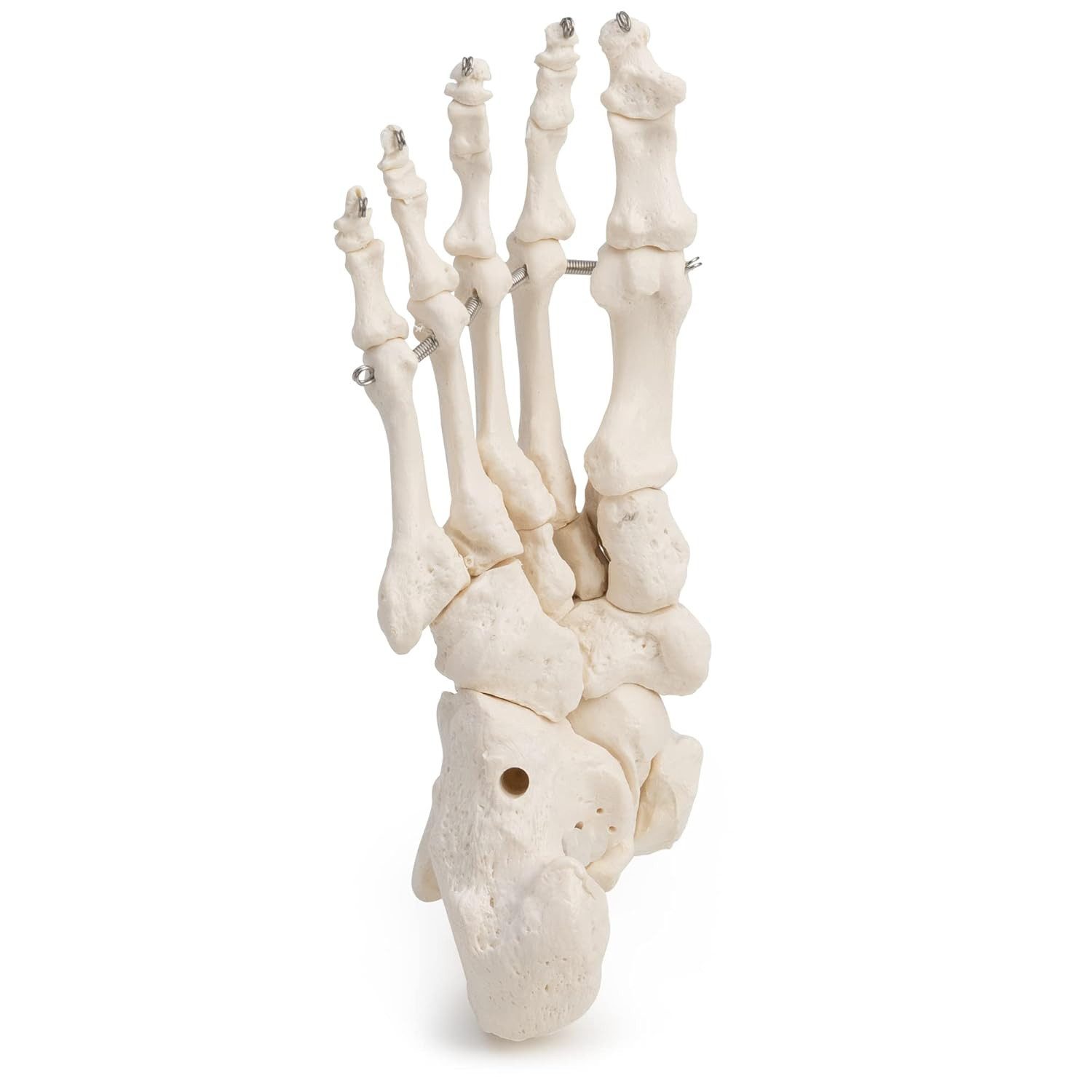 Cranstein Scientific Dekoobjekt Fußskelett Fuß Anatomie Modell lebensgroß mit Schien- und Wadenbeinans – Bild 5 von 5