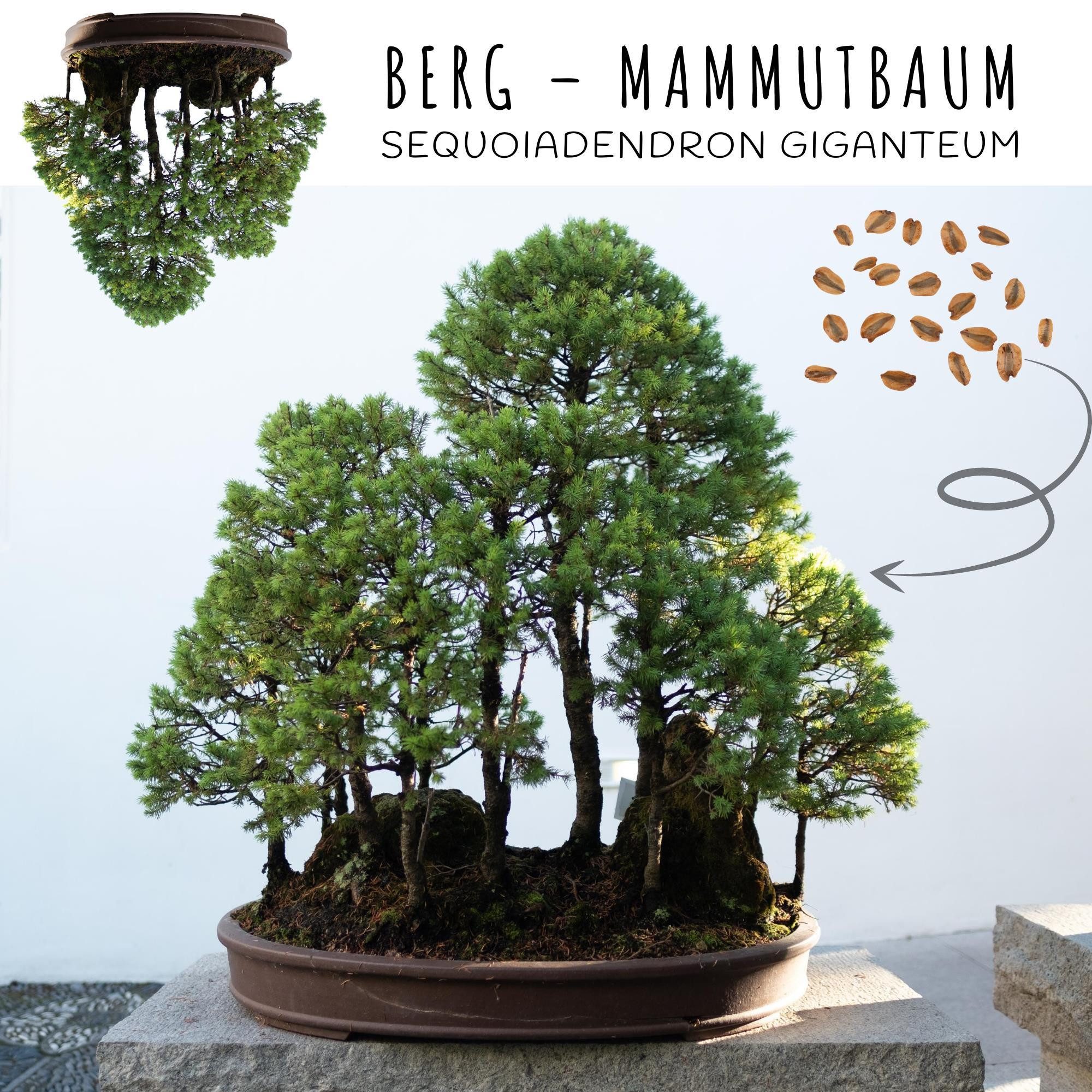 HappySeed Blumensamen Außergewöhnliche Bonsai Samen mit hoher Keimrate - 5er Set inkl. eBook, Bonsai – Bild 4 von 5