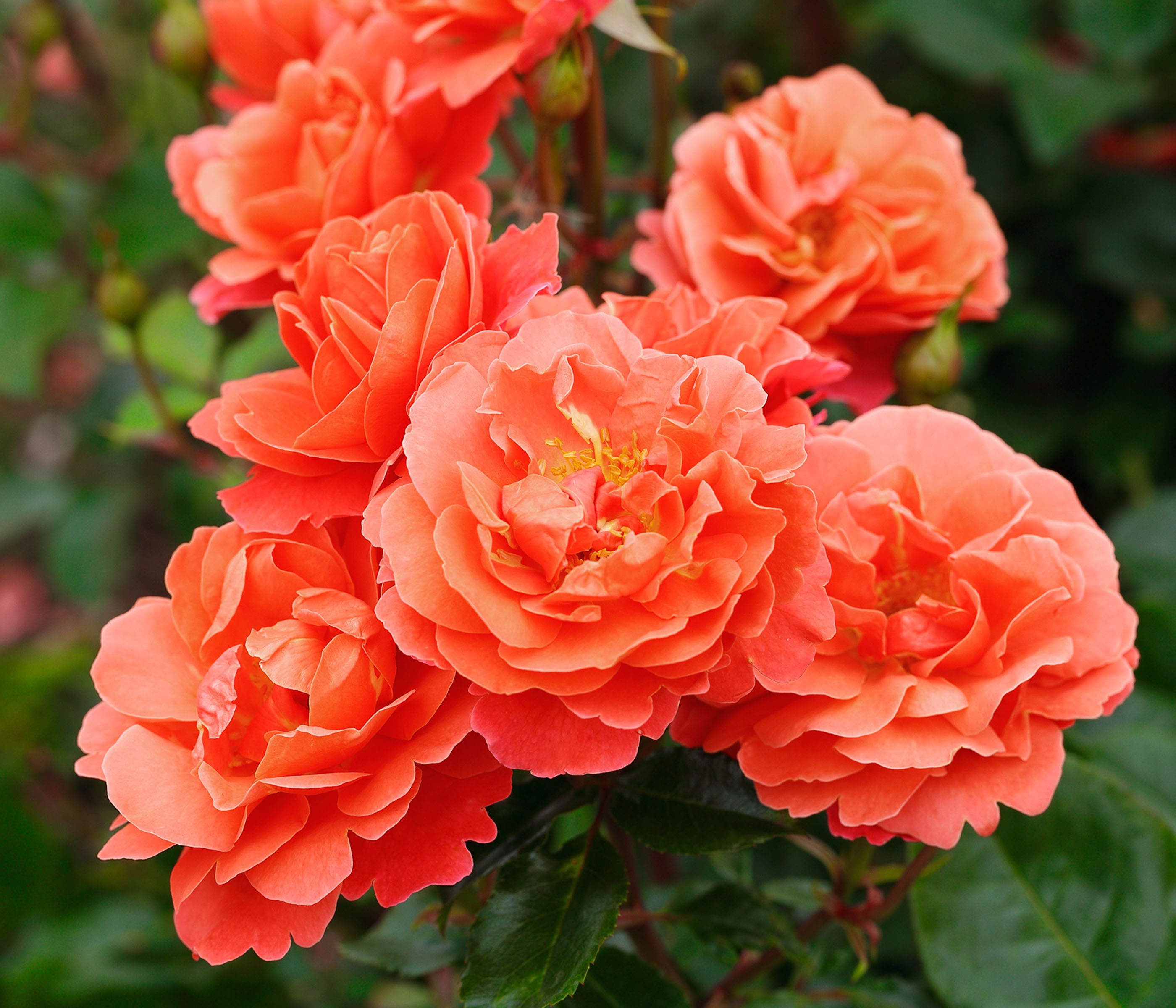 Dehner Rose Beetrose Theodor Fontane Rose®, 15-30 cm, 4 l Topf, halbgefüllte Blüten in orange, insektenfreundlich, Züchter Tantau