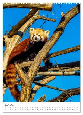 CALVENDO Wandkalender Tierwelten - aus dem ältesten Tiergarten der Welt (Premium, hochwertiger DIN A2 Wandkalender 2023, Kunstdruck in Hochglanz)