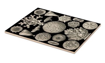 Posterlounge Holzbild Ernst Haeckel, Sechsstrahlige Blumentiere, Hexacorallia (Kunstformen der Natur, 1899), Malerei