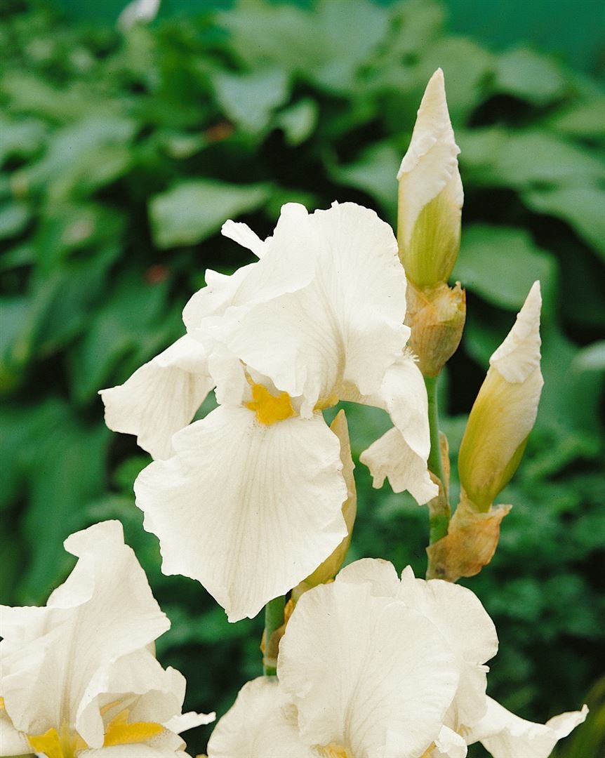 Pflanzen für Dich Staude Iris barb. English Cottage, 1 St., Bart-Iris, Schwertlilie