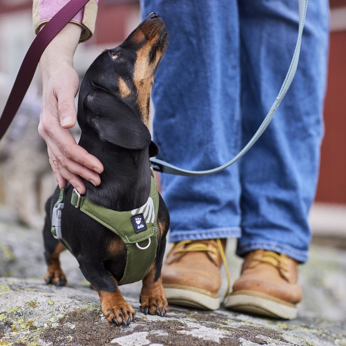 HURTTA Hunde-Geschirr Hundegeschirr Seeker Harness forest