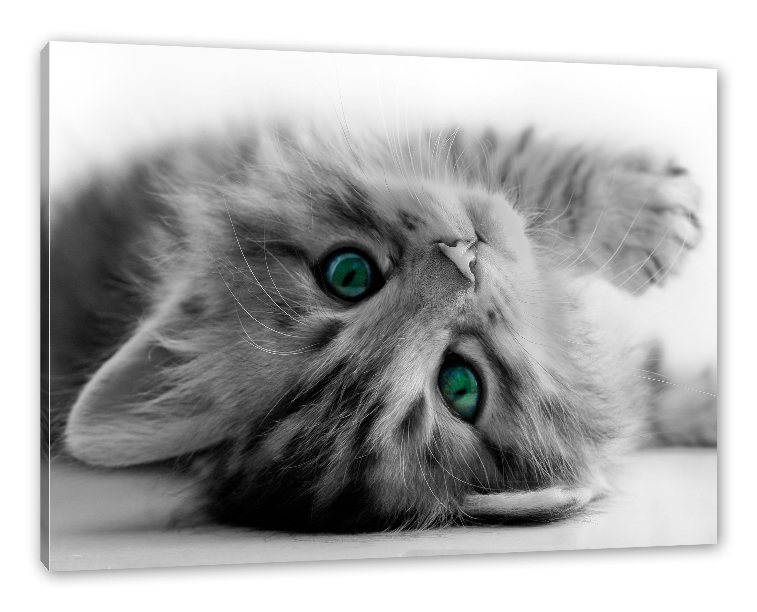 inkl. Leinwandbild Pixxprint Zackenaufhänger (1 fertig Süßes Leinwandbild Katzenbaby Süßes Katzenbaby, bespannt, St),