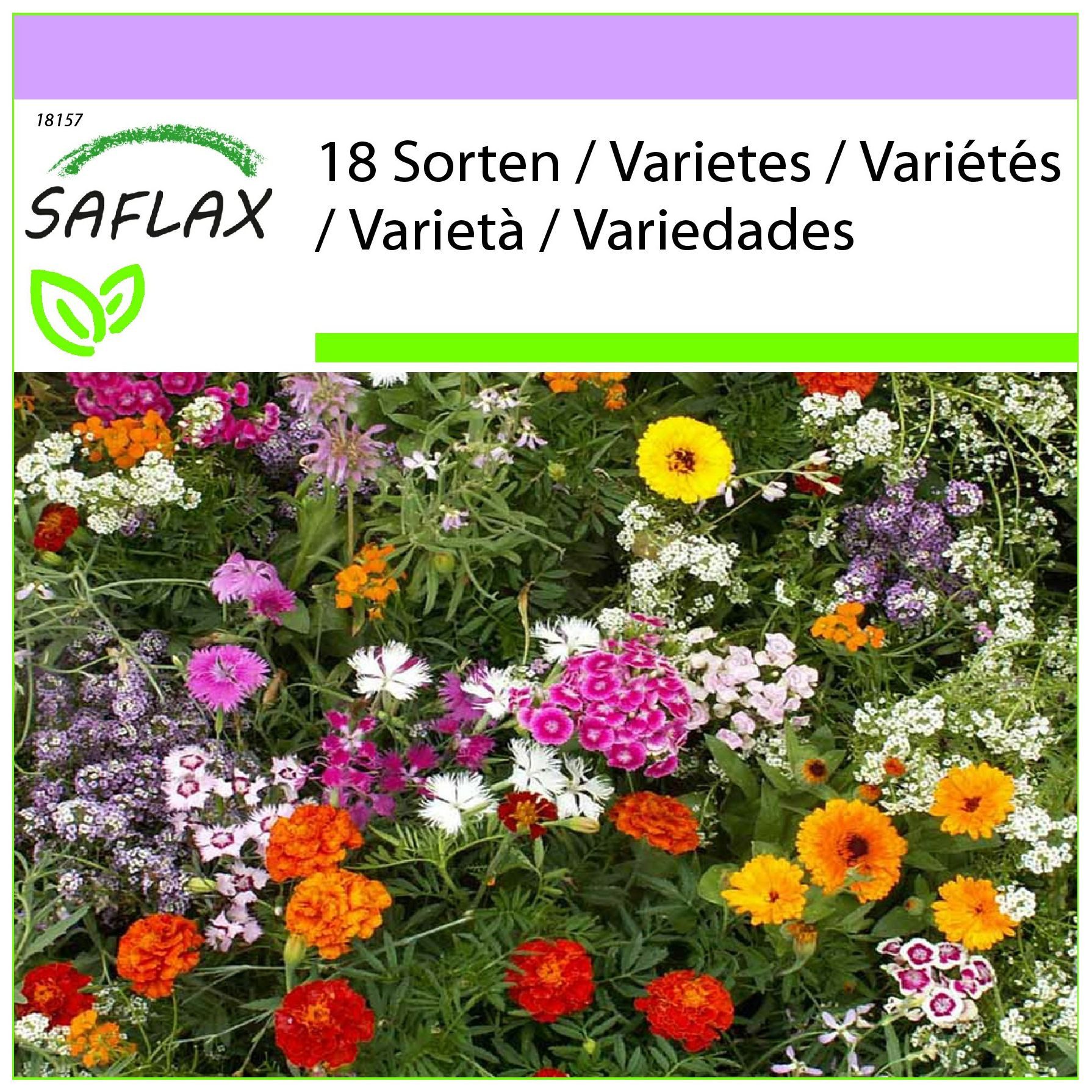 SAFLAX Blumensamen SAFLAX - Samen - Betörende Düfte