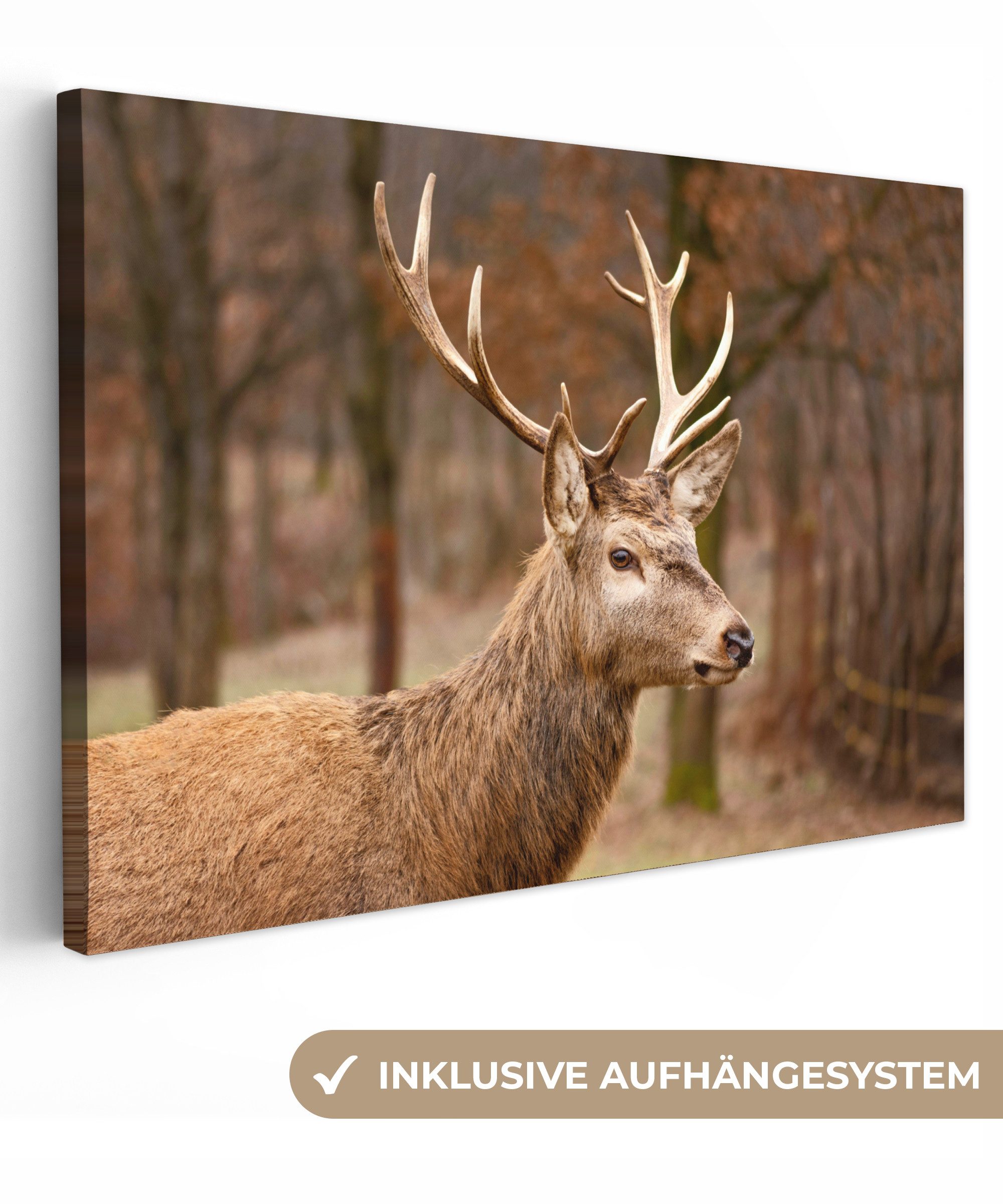 OneMillionCanvasses® Leinwandbild Hirsch - Tier - günstig online kaufen