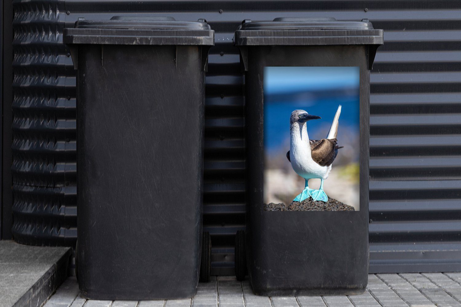 Mülltonne, Mülleimer-aufkleber, auf sonnigen Felsen sitzt (1 der MuchoWow Blaufußtölpel, Abfalbehälter einem Wandsticker St), Nachmittag an Container, Sticker, einem