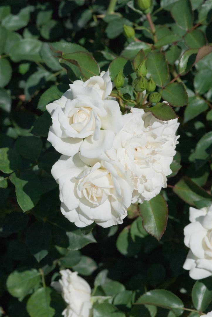 Pflanzen für Dich Rose Rosa White Meidiland