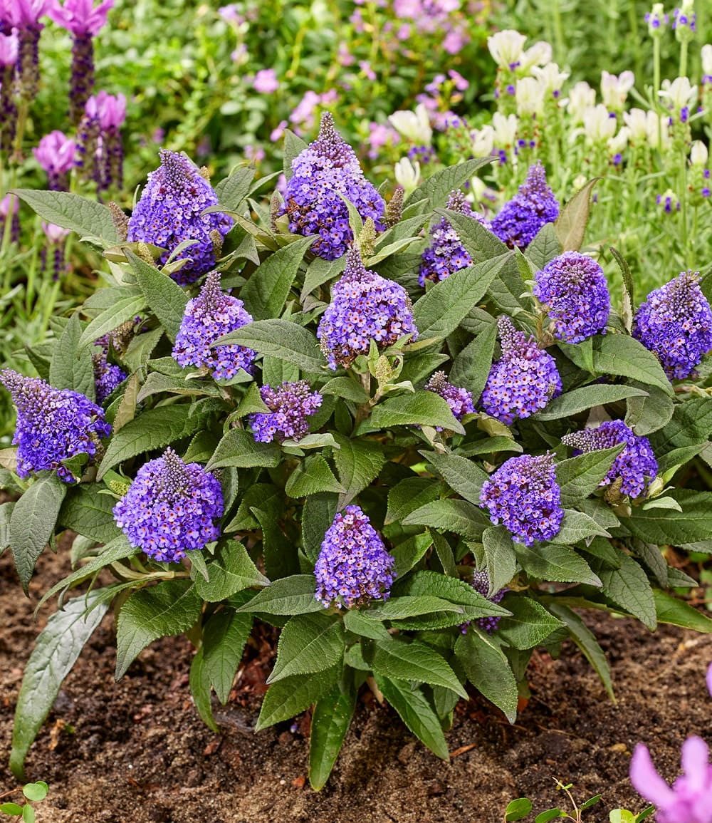 BALDUR Garten Zierstrauch Zwerg-Schmetterlingsflieder 'Little Rockstars®' blau, 1 St., Sommerflieder, lange Blütezeit, winterhart, mehrjährig