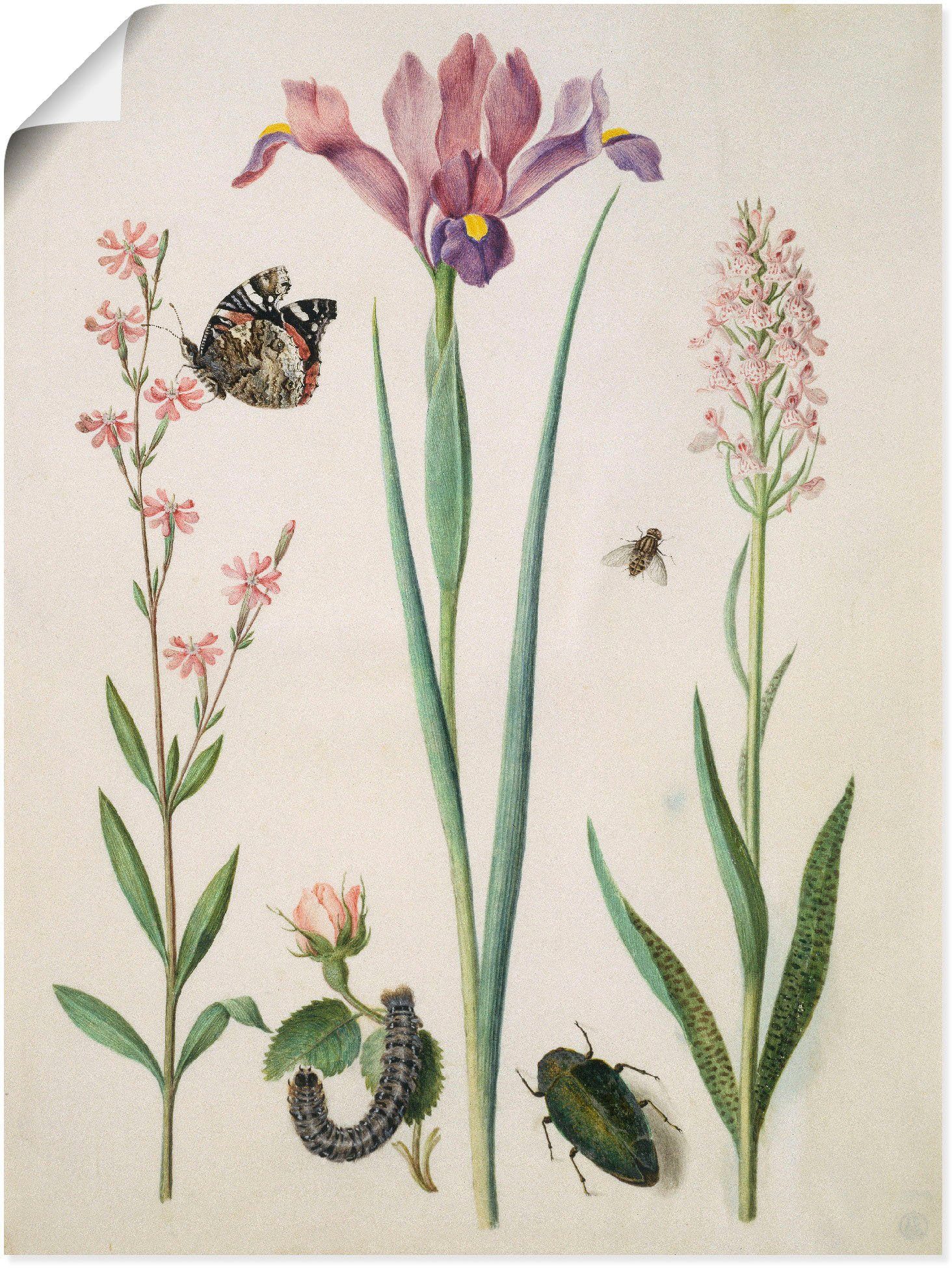 Artland Wandbild Admiral, Rose Iris Knabenkraut., Pflanzen (1 St), als Leinwandbild, Wandaufkleber oder Poster in versch. Größen
