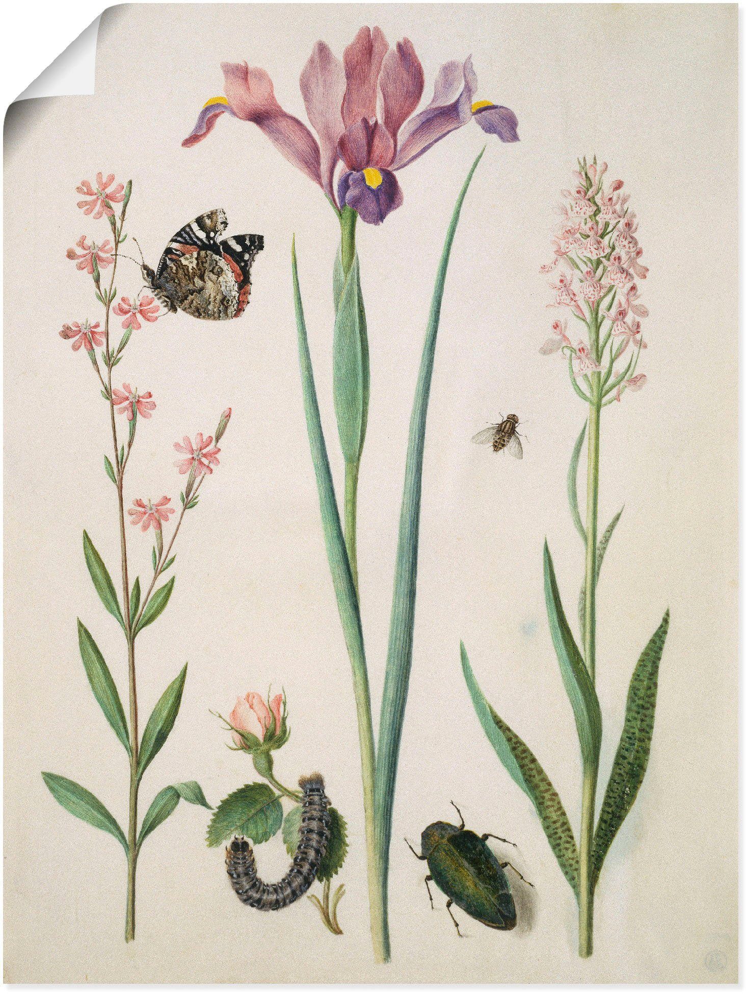 Artland Wandbild Admiral, Rose Iris Knabenkraut., Pflanzen (1 St), als Плакат, Wandaufkleber in verschied. Größen