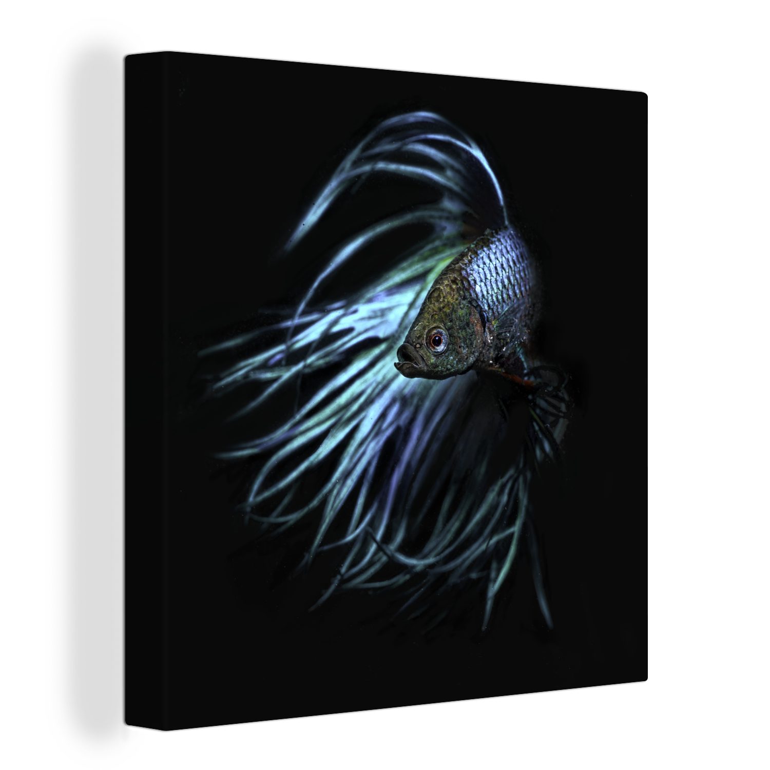 Preisreduktion OneMillionCanvasses® Leinwandbild Fisch - Bilder Wohnzimmer Schwanz Schlafzimmer (1 St), für Leinwand Schwarz, 