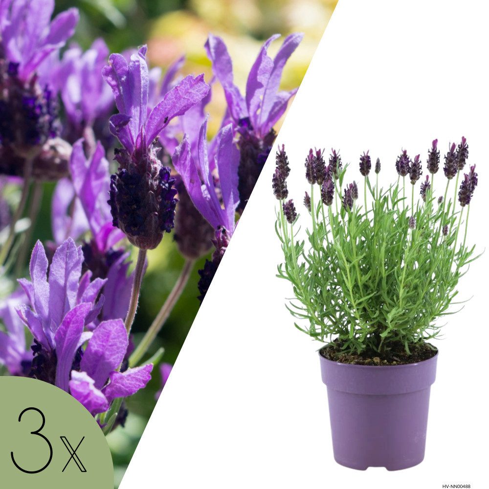 NatureNest Kübelpflanzen Französischer Lavendel violett Set 3 Pflanzen Lavandula stoechas
