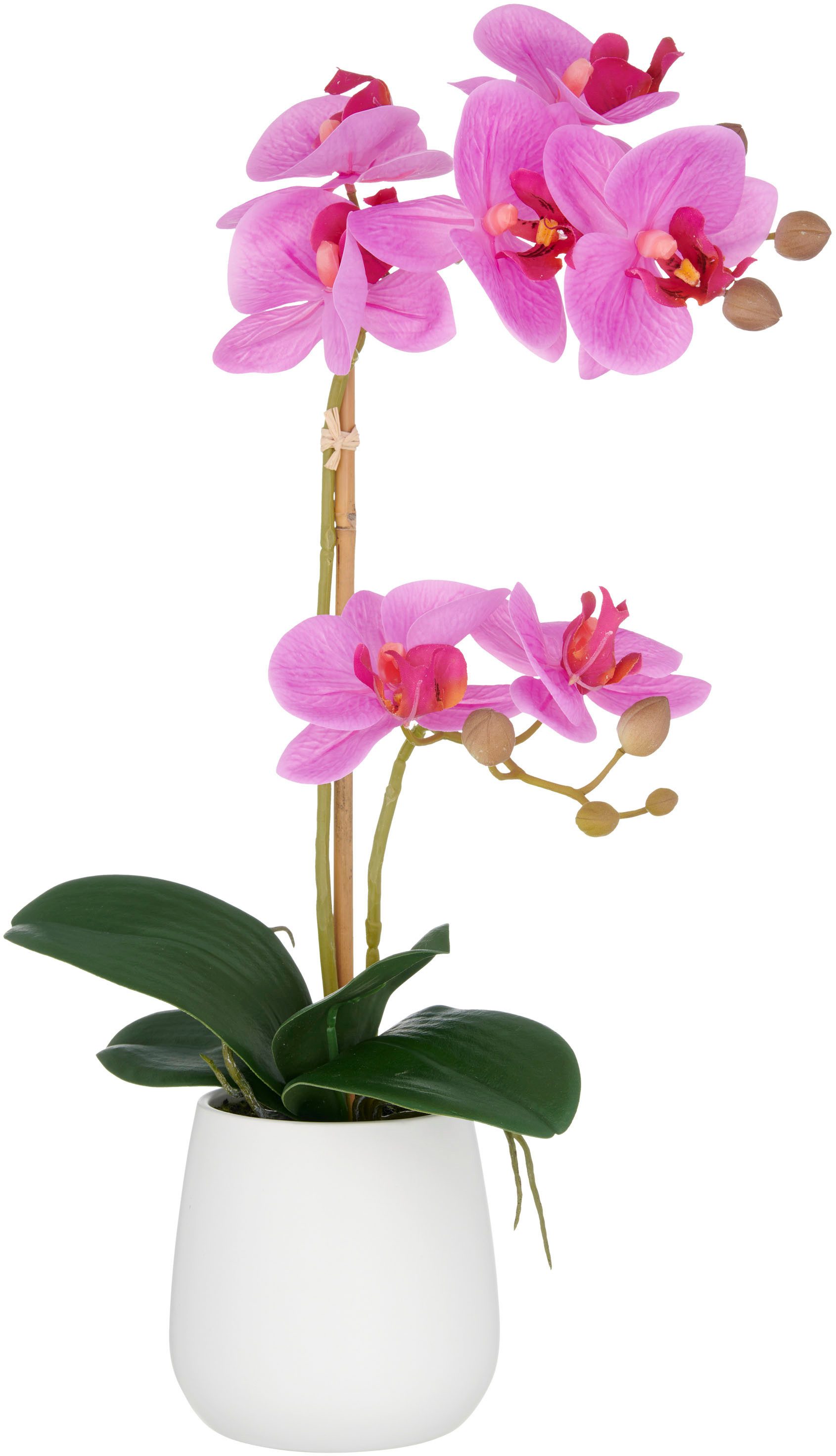 Kunstorchidee Orchidee Phalaenopsis, Creativ green, Höhe günstig online kaufen