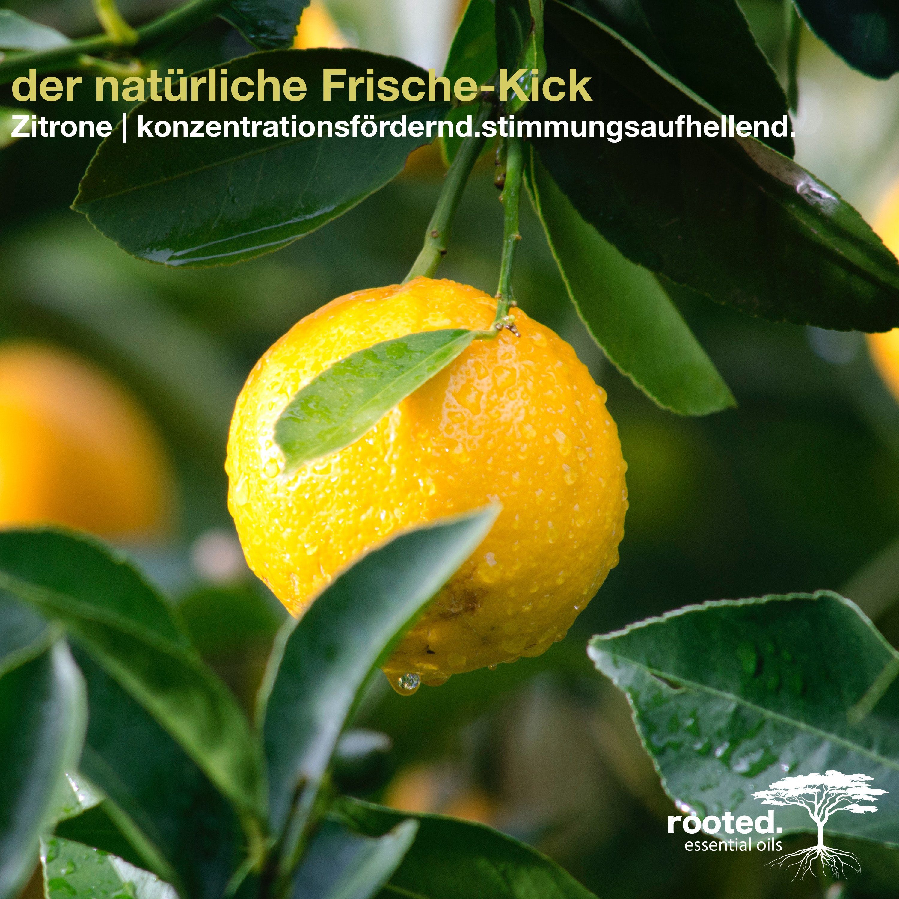 rooted. rooted.®, ätherisches 10ml limon Citrus Zitronenöl, Körperöl